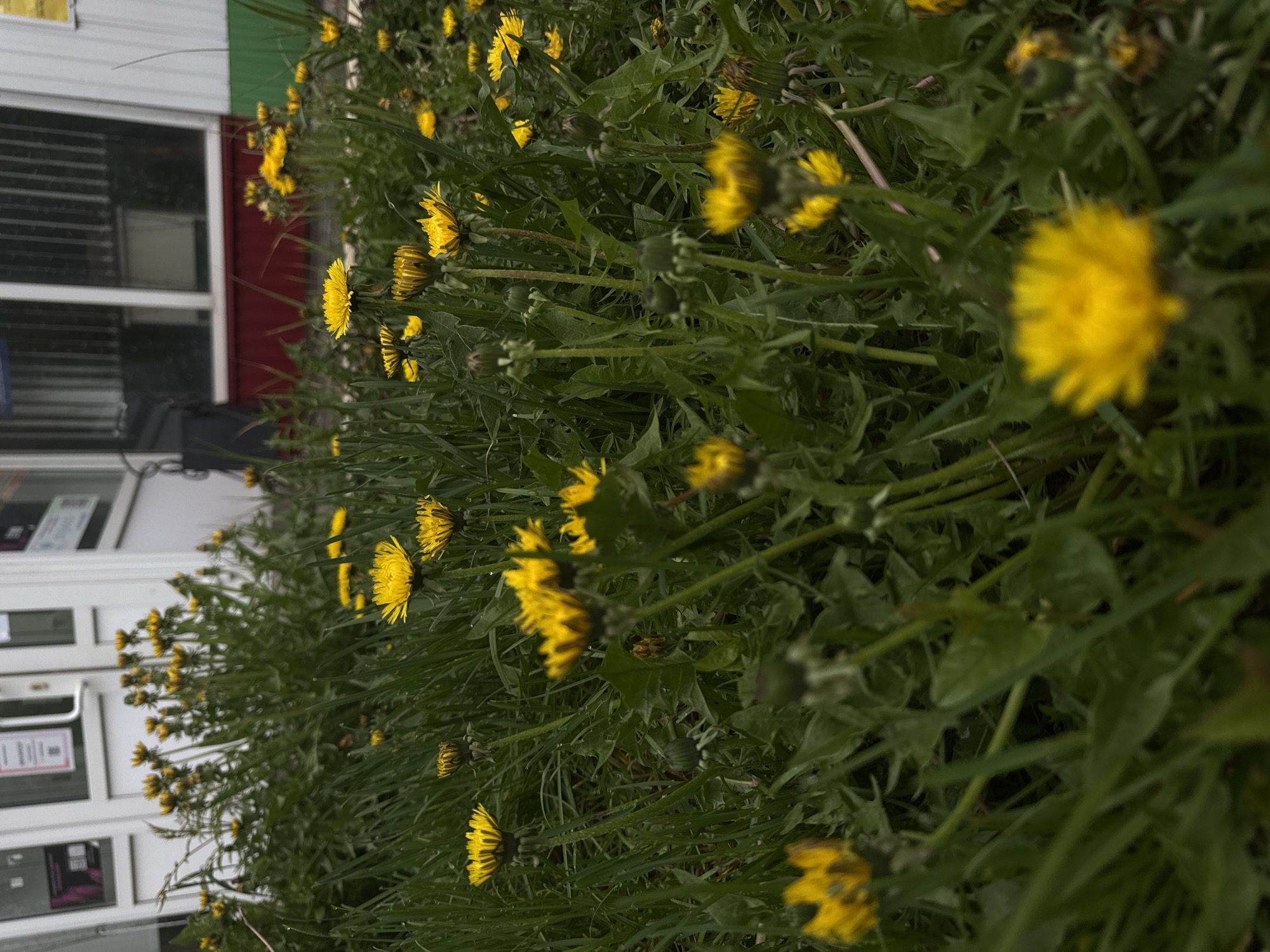 The image shows a field of dandelions with green foliage in front of a building. The building has a white facade with a maroon accent above. Several windows and doors are visible on the building. The location is Chaikovsky, Russia. No people are visible in the image. The scene appears to be taken at ground level.