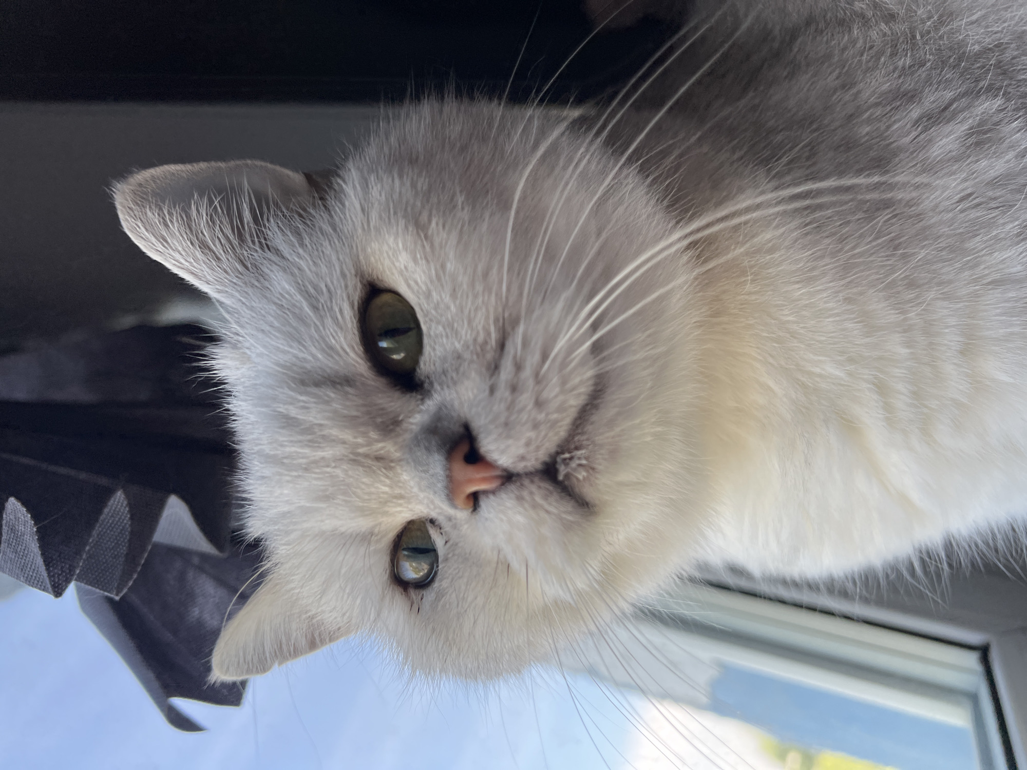 A close-up, tilted, indoor shot features a light grey cat with short ears and green eyes. The cat is positioned near a window, evident by the window frame and glimpse of blue sky. A dark grey, pleated material is visible on the left side of the image. The cat's whiskers are prominent. The location is unknown.