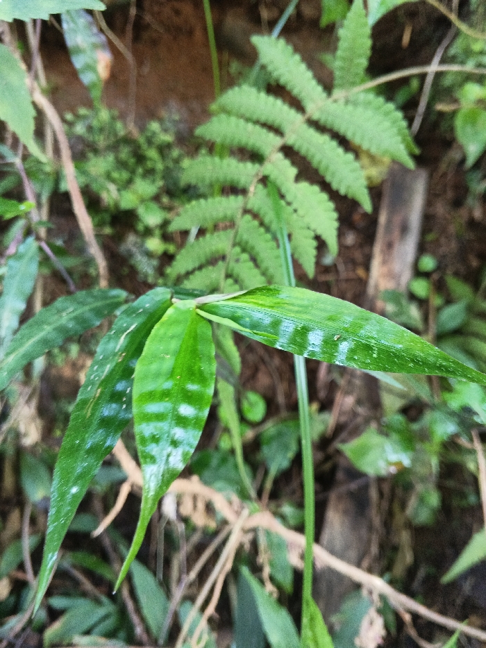 The image displays a close-up view of natural green foliage. In the immediate foreground, a cluster of broad, lanceolate, glossy green leaves exhibits distinct light green or whitish banded patterns. Behind this grouping, a larger, vibrant green fern frond with characteristic pinnate leaflets is partially visible. The background is blurred, showing additional dark green vegetation, areas of brown soil, and sparse dried organic matter. The overall scene indicates an outdoor, natural environment consistent with dense plant growth. No individuals, animals, or man-made objects with specific identifying features are present. The location is an unspecified natural area within Mengzi City, China, with no further visual cues to pinpoint a precise address or landmark within the city.