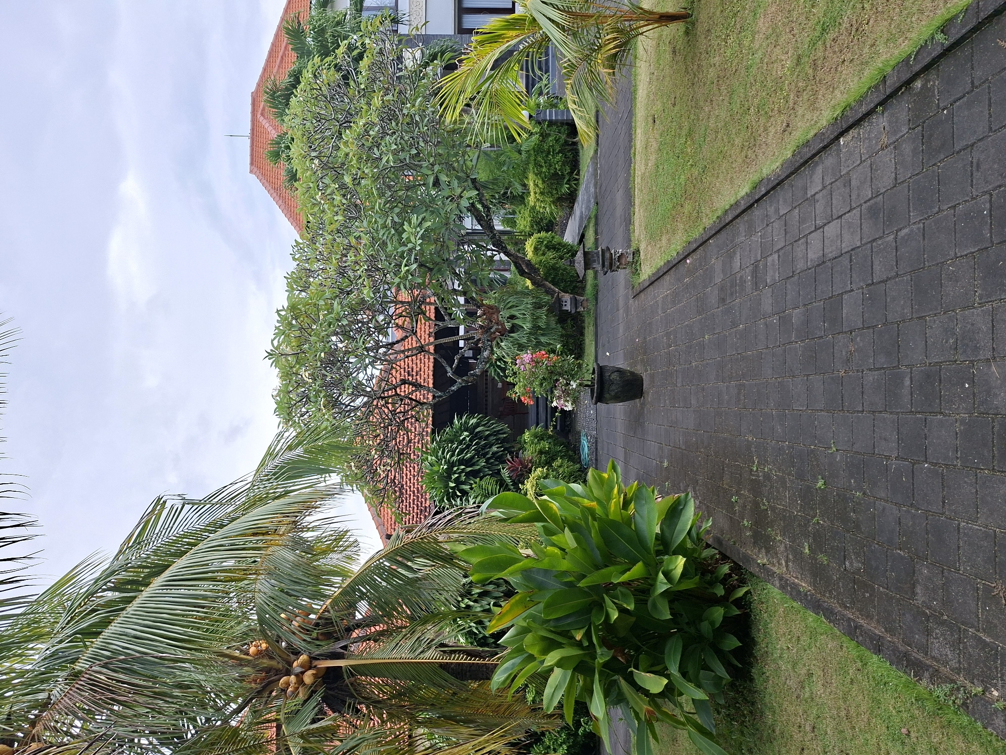 This image presents a serene tropical garden scene, likely part of a resort or residential property in Kuta Selatan, Indonesia. A dark grey paved pathway, composed of rectangular pavers, stretches from the foreground into the background, gently curving towards the right. To the immediate right of the path, a neatly manicured grass lawn runs alongside.
On the left side of the pathway, a lush and dense garden features a variety of tropical flora. A prominent frangipani tree with light green leaves and visible branches stands centrally, partially obscuring a building with an orange-red tiled roof, a characteristic architectural style in Indonesia. Further into the background, parts of a more modern building with a grey facade and windows can be seen. Various green bushes and plants, including some with broad, vibrant leaves, fill the garden beds.
In the lower left foreground, a tall coconut palm tree, laden with clusters of yellow-orange coconuts, extends its long fronds upwards. Along the garden edge of the pathway, decorative stone elements, possibly traditional Balinese ornaments, are interspersed, and a dark potted plant displays colorful red, pink, and white flowers. The sky above is predominantly light grey and overcast, suggesting a cloudy day with diffused light. No people or specific activities are depicted, contributing to the tranquil and peaceful ambiance of the tropical landscape. No text is visible in the image.