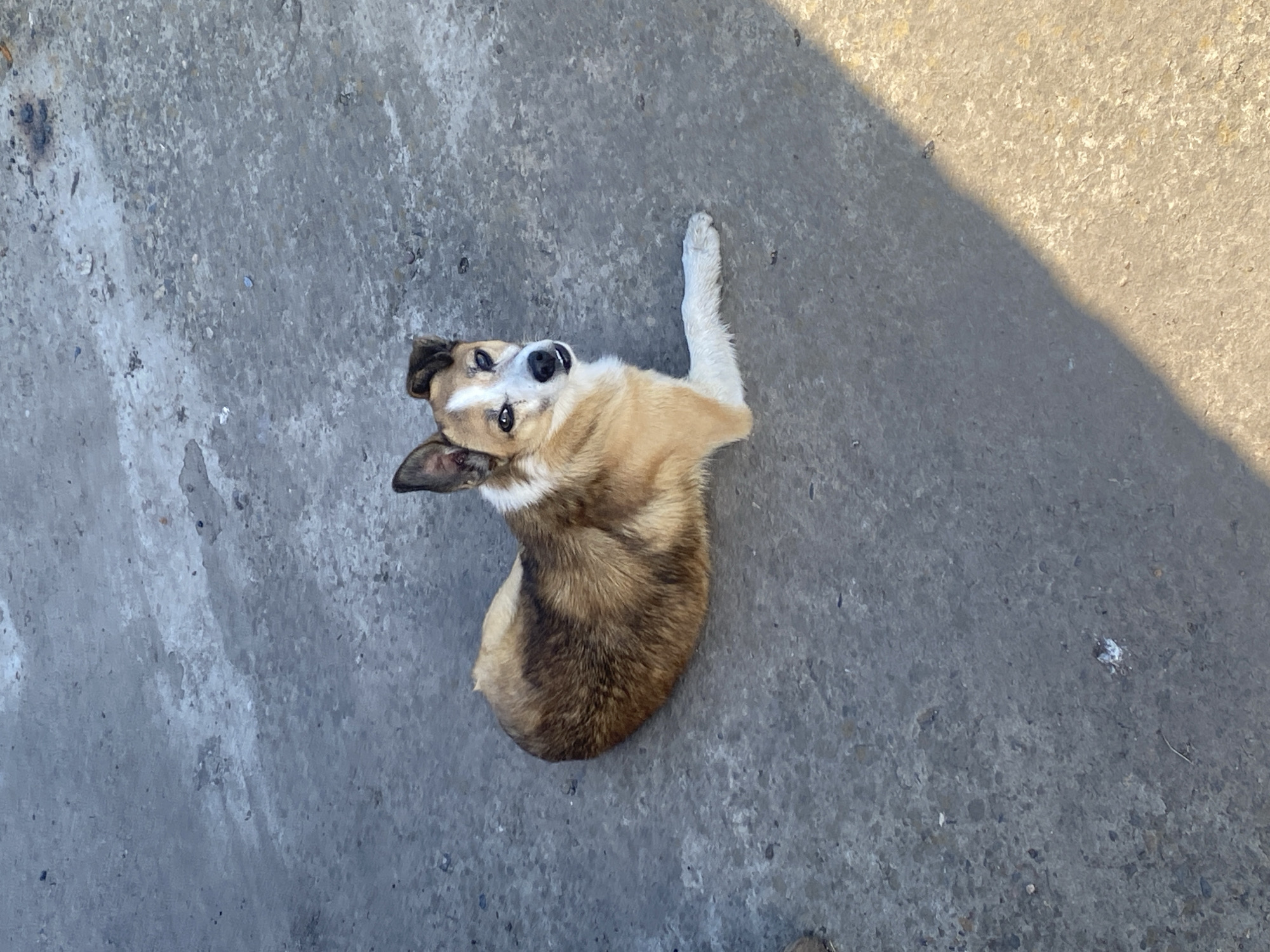 A medium-sized dog with tan, brown, and white fur is lying down on a paved surface. The dog is facing the camera and looking towards the viewer with its head slightly tilted. Its left front paw is extended forward. The paved surface appears to be concrete or asphalt and shows signs of wear and tear. A shadow is cast diagonally across the lower right portion of the frame, suggesting the presence of sunlight. The background is indistinct, with variations in the texture and color of the ground. The scene is outdoors, and the lighting indicates it is daytime. The location is Kisliakovskaya, Russia.