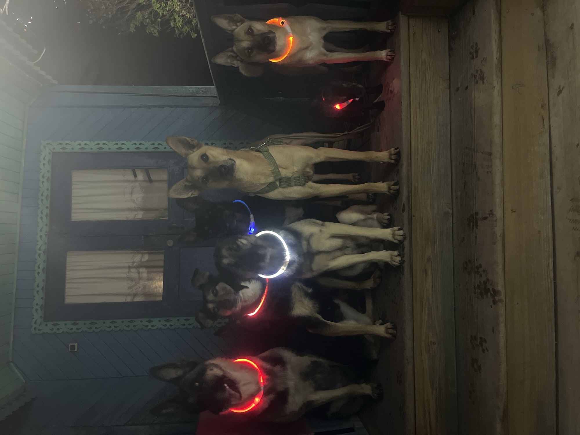 Six dogs are sitting and standing on a wooden porch in front of a blue door. All dogs are wearing brightly lit collars, in colors red, blue, white, and orange. The dog on the far left is red, the next is blue, the third is white, the fourth is orange, and the fifth and sixth are red and orange, respectively. The porch appears to be made of wood planks. The backdrop is a blue painted house with white trimmed windows. The image is taken at night and the lighting conditions are dim, with the exception of the dog collars. The image may have been taken in the city of Nizhny Tagil, Russia.
