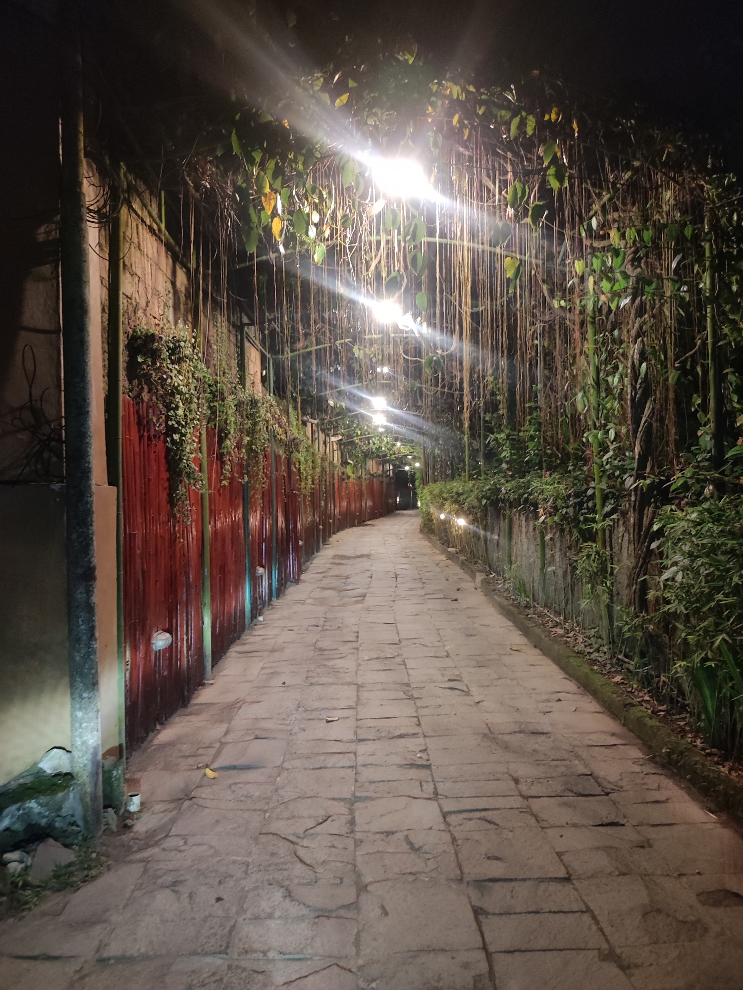 The image depicts a narrow, curving outdoor pathway illuminated at night, creating a tranquil and somewhat mysterious ambiance. The path itself is constructed from irregular, flat stone pavers that recede into the distance.
On the left side of the pathway, a prominent red-brown corrugated wall extends along its length, partially covered by trailing green plants and vines that cascade downwards. Further along this side, the wall appears to transition to a lighter, possibly beige, color. On the right side, the path is bordered by a dense wall of lush tropical vegetation, including bamboo-like stalks and numerous long, slender aerial roots or vines that hang down from an unseen canopy above, almost forming a green curtain.
The scene is lit by several overhead artificial lights, which cast bright beams and prominent lens flares across the upper part of the image, illuminating the dense foliage and parts of the pathway. Additionally, smaller, softer ground-level lights are visible along the base of the right-hand wall, providing subtle accent lighting. The interplay of light and shadow highlights the textures of the stone path and the varied plant life.
No people or specific activities are visible in the image, suggesting a quiet, unoccupied moment. The dense, tropical vegetation and the style of the pathway strongly suggest a setting in a lush, natural environment, consistent with the specified location context of Ubud District, Indonesia. There is no visible text.