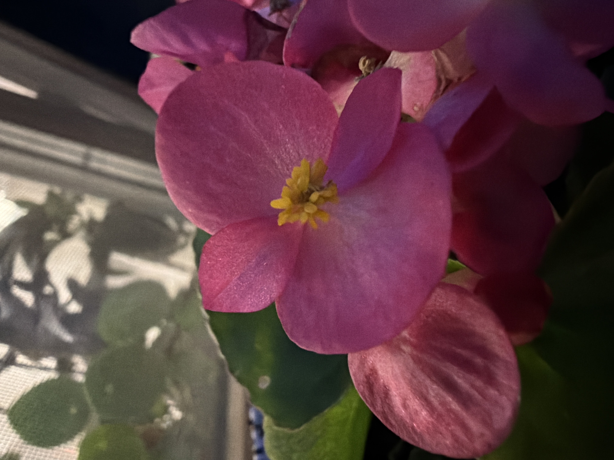 A close-up, vertical, eye-level shot focuses on a cluster of vibrant pink begonia flowers, with one bloom prominently centered. The flower features delicate, velvety petals and a small, bright yellow stamen at its core. Behind the flowers, the image shows blurred green leaves and hints of shadows cast by foliage and light from a window, suggesting an indoor setting. The scene is located in Męcina, Poland.