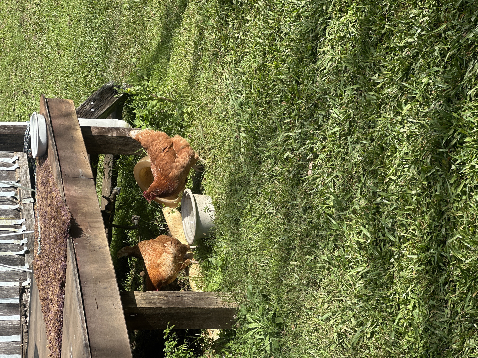 Two brown chickens are standing in the grass in front of a wooden structure in Thora, Australia. One chicken is on the left, and the other is on the right. There is a gray bowl of water in front of the chickens. The wooden structure appears to be part of a house or shed, with a porch and a rug on it. The grass is green and appears to be well-maintained. The sun is shining, casting shadows on the grass.