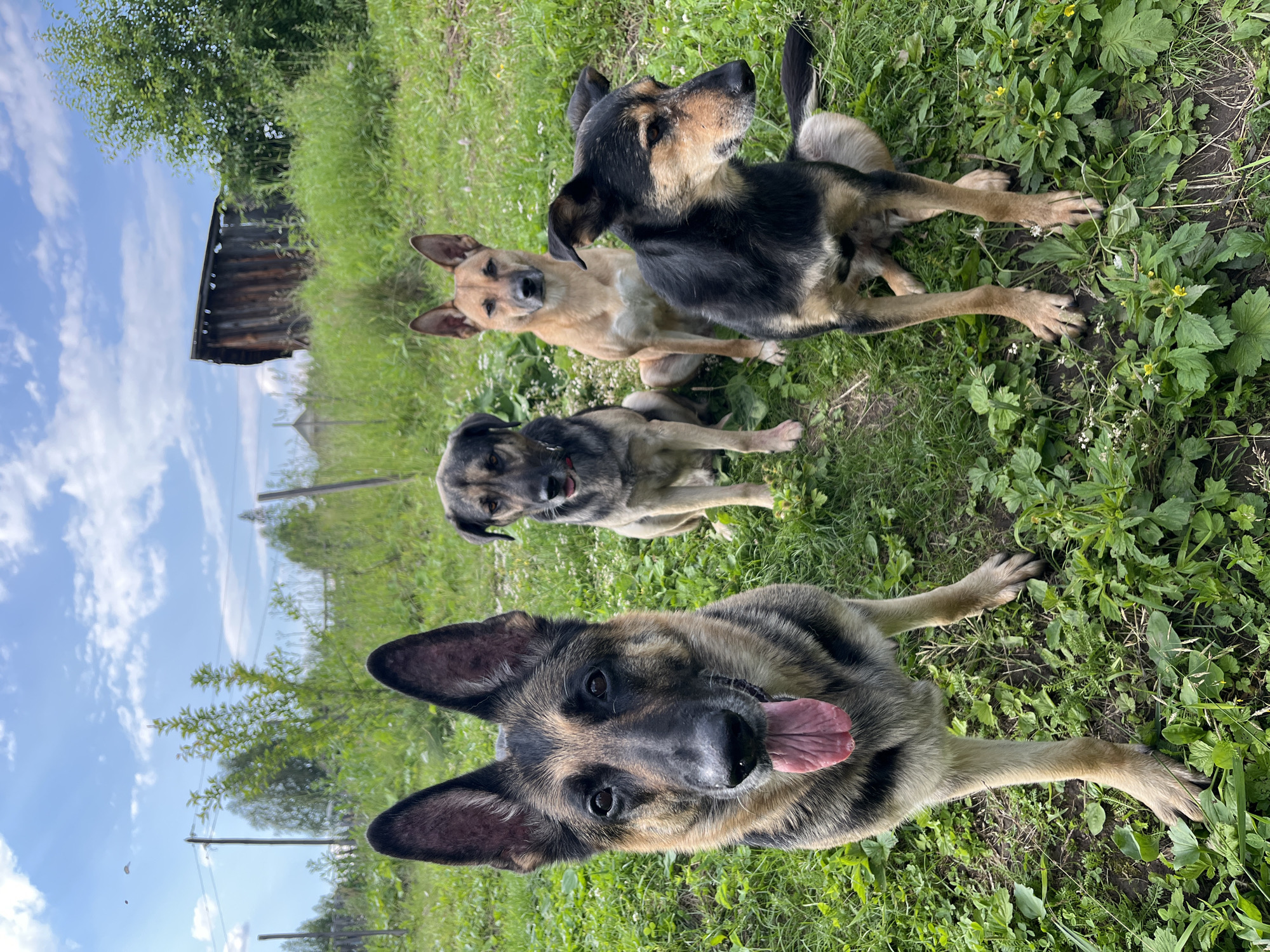 This media file features a group of four dogs in an outdoor setting. The dogs appear to be of medium to large size, with breeds resembling German Shepherds or similar mixed breeds, characterized by their tan and black markings. One dog is prominently in the foreground, lying down with its head tilted towards the camera, tongue slightly out, and ears perked. Behind it, three other dogs are visible, sitting or lying in the grass. One dog is light tan, another is a mix of black and tan, and the third is a darker grey and tan. They are positioned on a grassy area with some wildflowers and foliage.
In the background, a rustic wooden structure, possibly a shed or an old outbuilding, is partially visible on the left side of the frame. The sky is blue with scattered white clouds, suggesting a pleasant day. Trees and green foliage form the backdrop, indicating a rural or semi-rural environment. The lighting suggests it is daytime, likely mid-morning or afternoon. The overall atmosphere is relaxed and natural, with the dogs appearing comfortable and at ease in their surroundings. No people are visible in the image. There is no visible text. The location context is Nizhny Tagil, Russia.