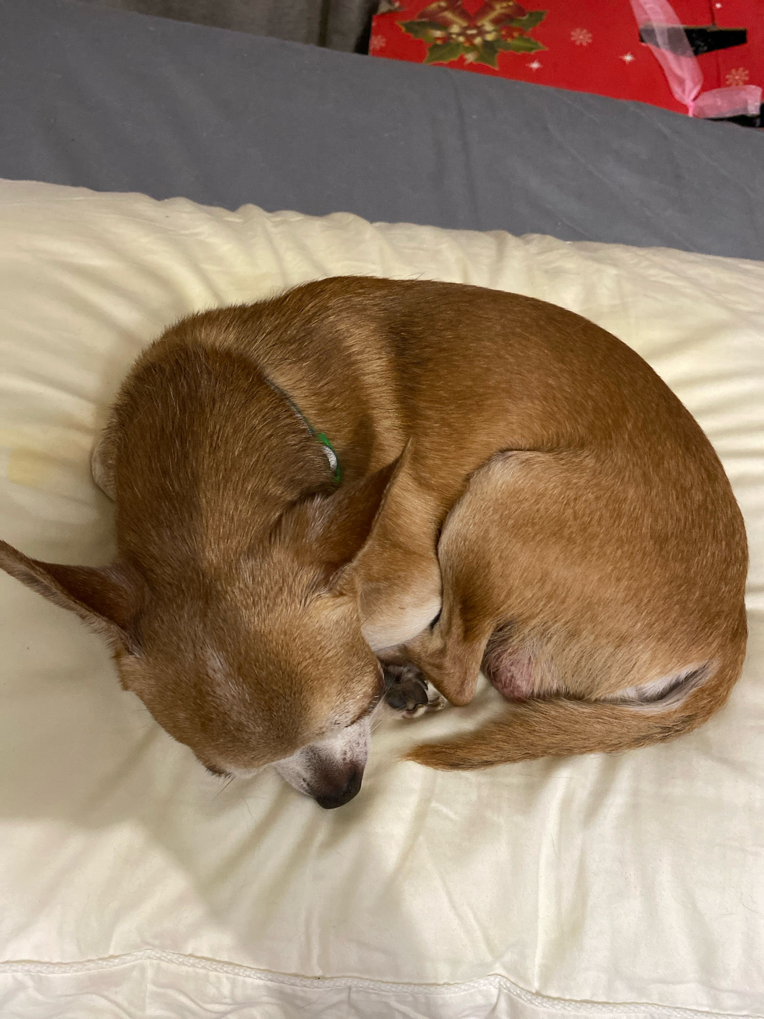 A light brown dog is curled up asleep on a cream-colored duvet. The dog is facing to the left, with its head resting on its paws. Its eyes are closed, and its ears are perked slightly. A thin green collar is visible around the dog's neck. The duvet is slightly wrinkled, and the dog is positioned in the center of the frame. In the background, a dark gray blanket is visible, and behind that, a red object with a floral pattern is partially visible. The scene appears to be indoors, likely on a bed. The location is unknown.