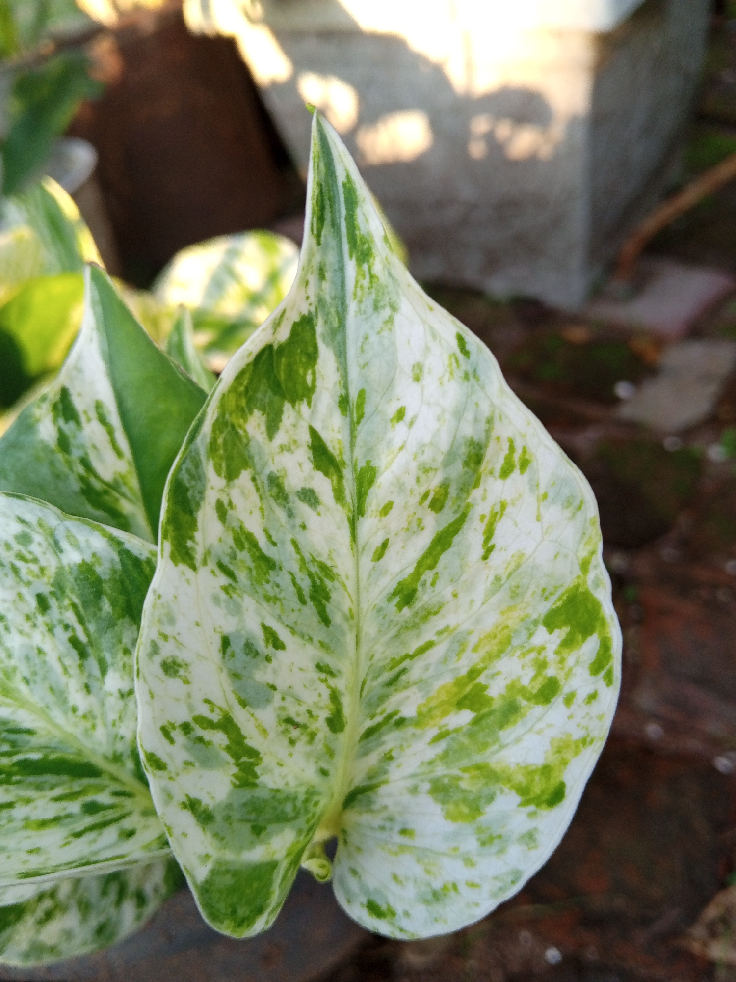 A close-up, eye-level, outdoor shot features a variegated Devil's Ivy leaf, predominantly white with irregular patches of bright green and yellow. The leaf has a pointed tip and a wavy margin. Behind the leaf, out of focus, are other leaves of the same plant and a blurred background of what appears to be a brown wooden surface and a grey concrete structure. The lighting suggests it is daytime, with sunlight casting dappled shadows on the background elements. The image does not depict any people, actions, or interactions, nor does it provide specific clues about its location in Payadua, Indonesia, beyond being an outdoor setting possibly with a garden or decorative planting.