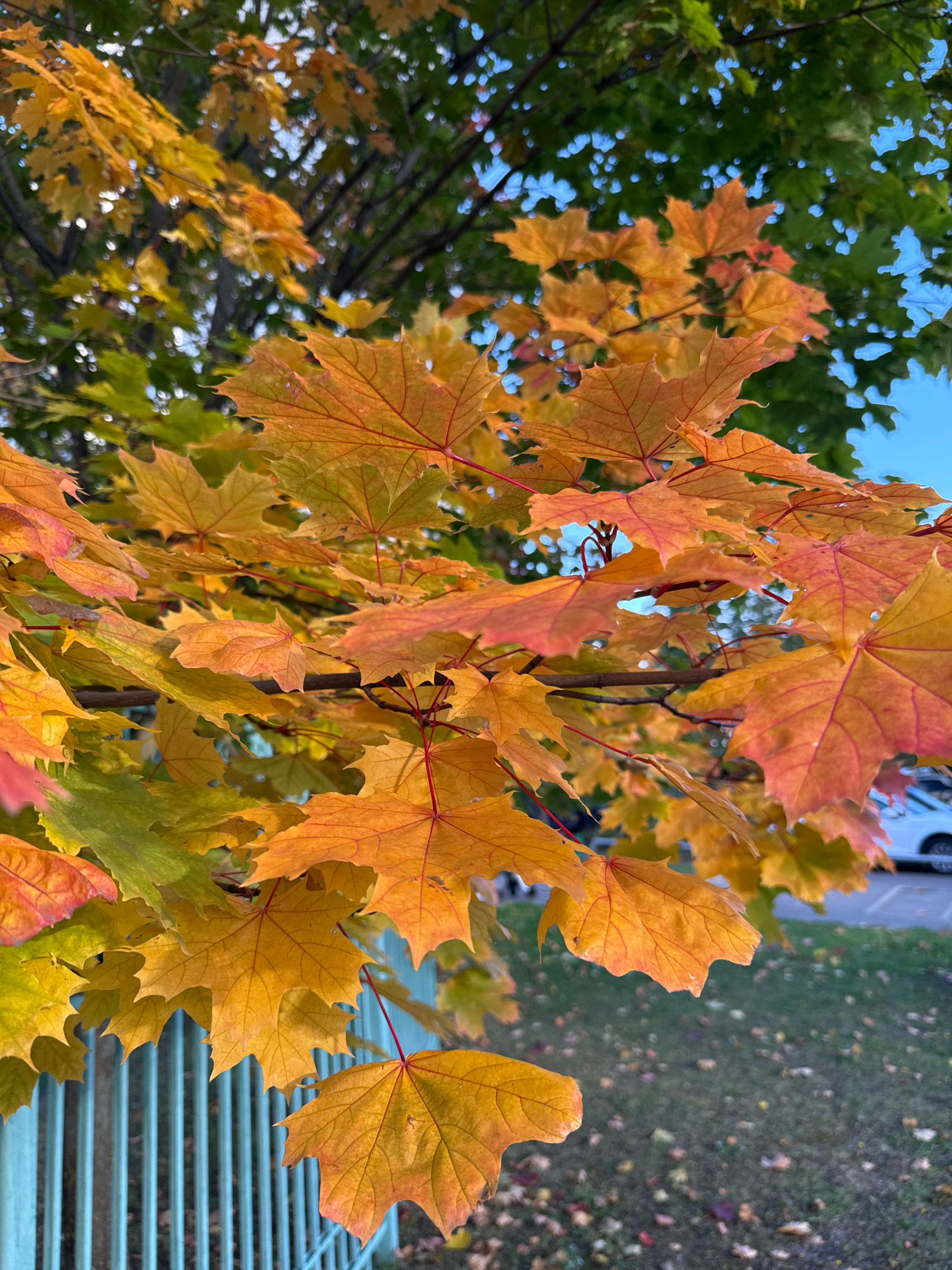 In Милицейский посёлок, Russia, the image captures a close-up of a maple tree branch adorned with vibrant autumn leaves, transitioning from yellow to orange and hints of red. The leaves are in various stages of fall color, with some displaying prominent red veins. In the background, a blurry turquoise fence runs horizontally across the lower portion of the frame, with a patch of grass scattered with fallen leaves beyond it. A white vehicle and a portion of a parking lot are faintly visible in the upper right background, suggesting an outdoor urban or suburban setting. The sky is a clear, bright blue.