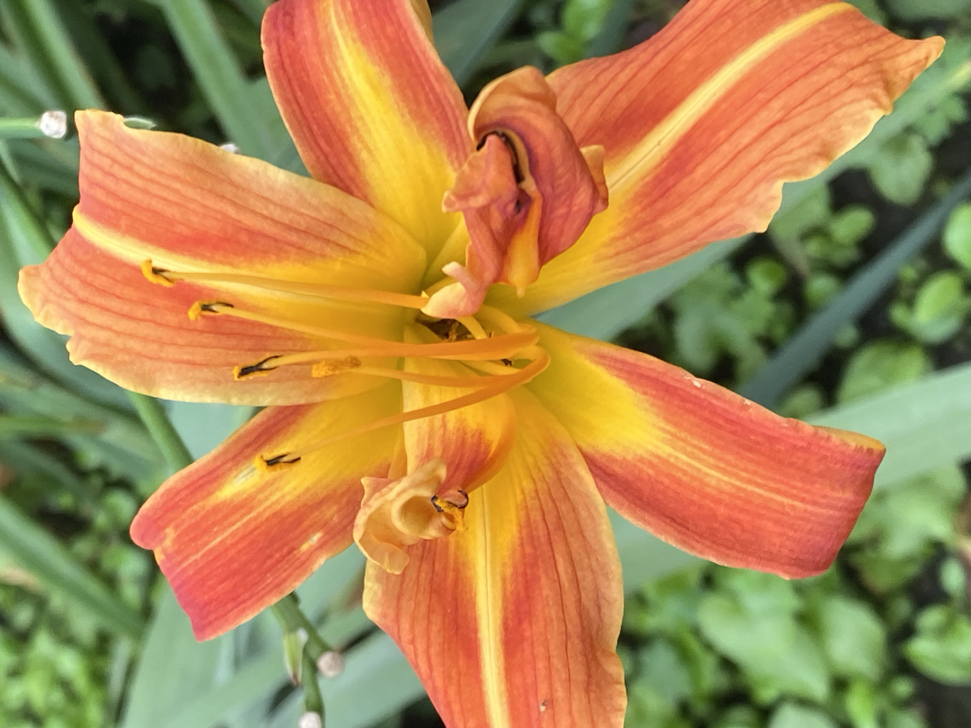The image is a close-up, outdoor, eye-level shot of a vibrant orange and yellow lily flower. The flower's petals are edged in a reddish-orange hue and feature prominent yellow stripes running down their length. The center of the lily displays prominent yellow stamens tipped with dark anthers. The background is softly blurred, revealing green foliage and hints of light-colored spherical buds or seed pods on slender stems. There are no people or explicit actions depicted, and the environment appears to be a garden or natural setting. The location in Novokuznetsk, Russia, cannot be determined from the visual information provided.