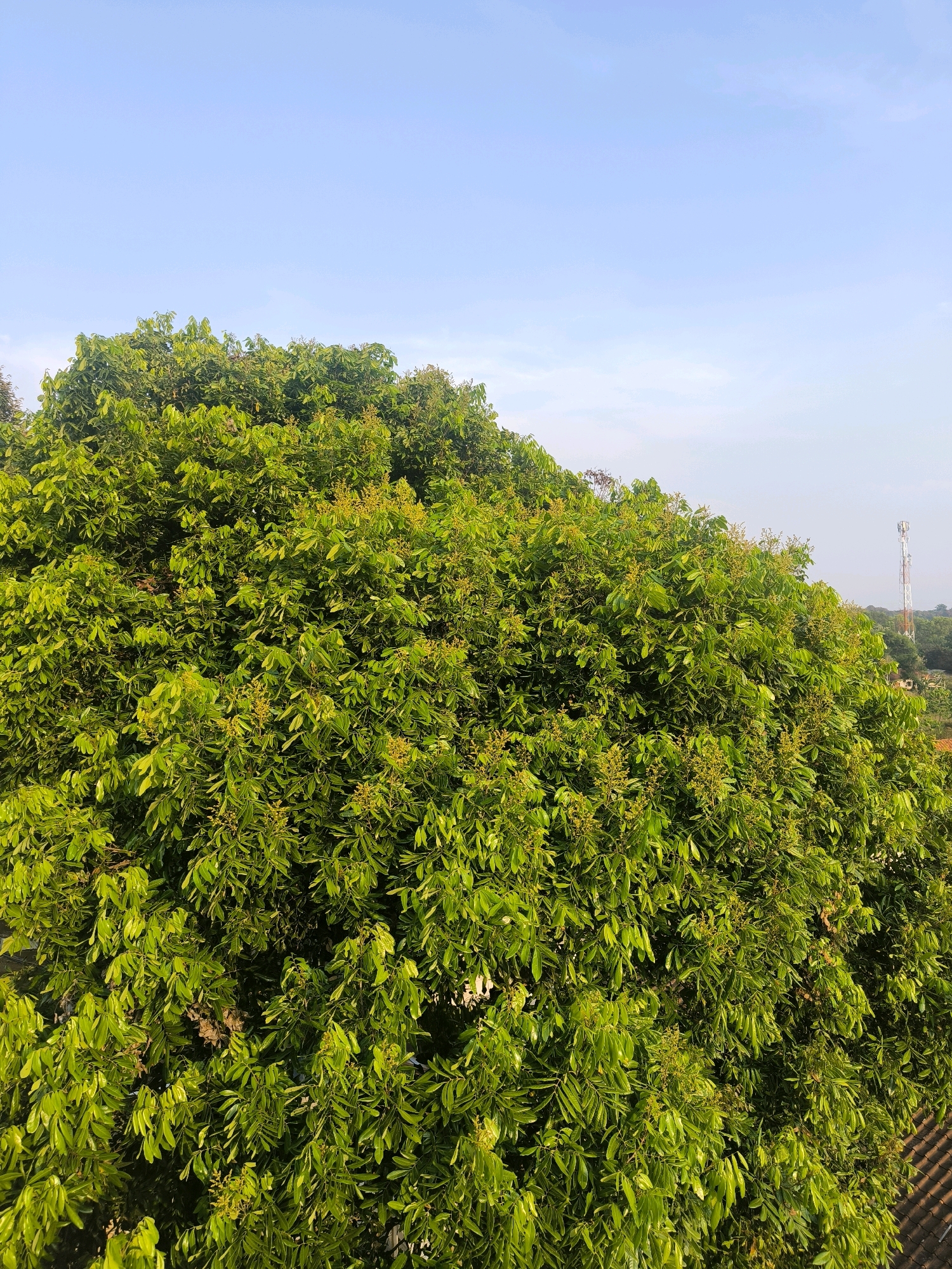 The image shows a lush, green tree with dense foliage and small yellow flowers, set against a clear blue sky. The tree dominates the foreground and midground, its branches extending across the frame. In the background, a telecommunications tower is visible, along with hints of other trees and structures, suggesting an outdoor environment likely in a semi-urban or rural area. The presence of the telecommunications tower and the style of the roof tiles visible at the bottom right of the image suggest a location in Indonesia, potentially in the area of Cilengkrang. The scene is captured during daylight, with sunlight illuminating the leaves and flowers of the tree. No people or animals are present in the image.