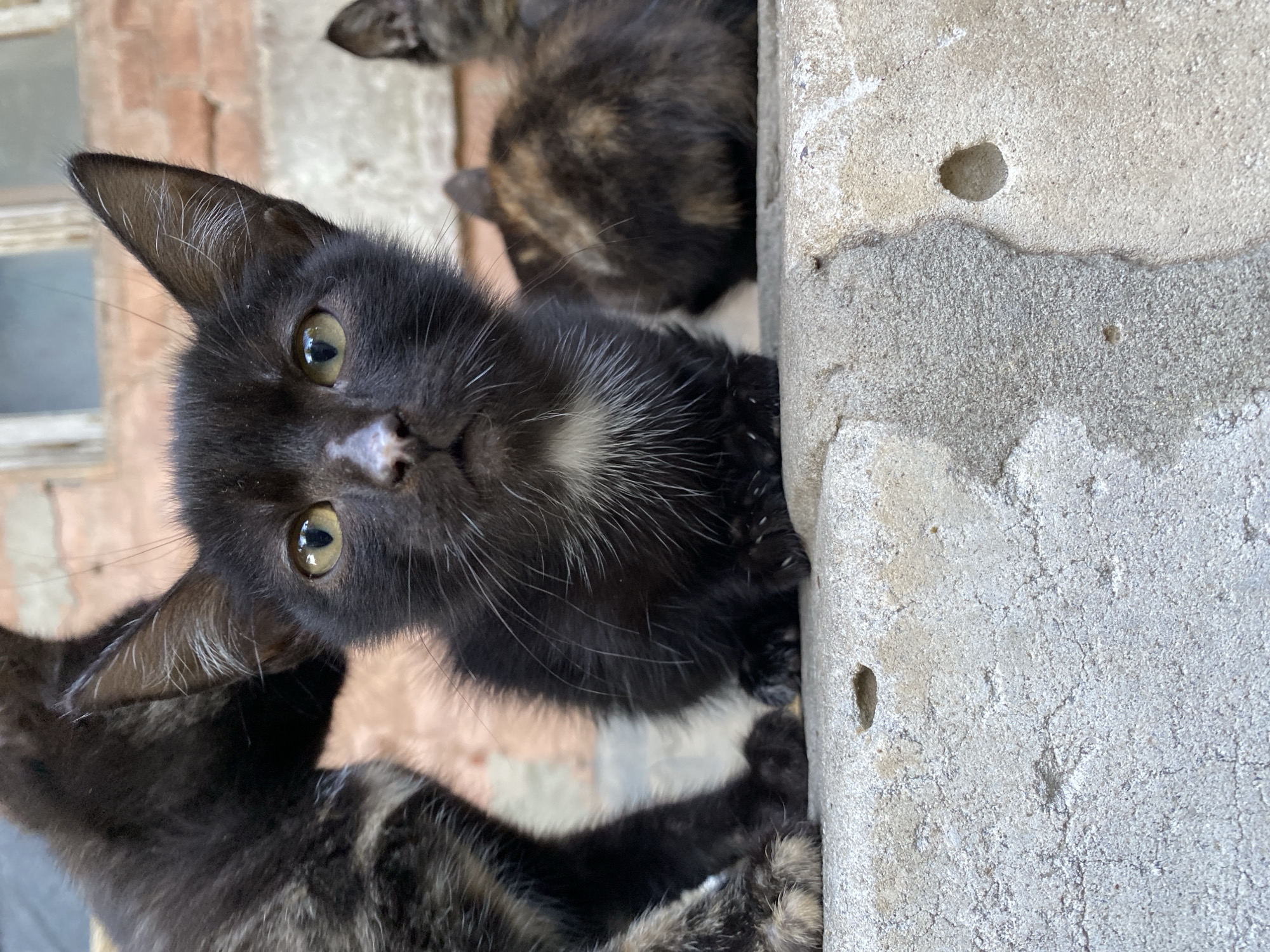 A close-up, eye-level shot focuses on a black kitten with large, alert yellow eyes and white whiskers. The kitten is positioned in the foreground, sitting on a rough, grey concrete ledge. Its ears are pointed, and it has a small patch of white fur on its chest. To the left of the black kitten, the hindquarters and tail of another kitten, with a tortoiseshell pattern of black, brown, and tan, are visible. In the background, slightly out of focus, another tortoiseshell kitten is visible. The backdrop consists of a brick wall with glimpses of what appear to be window frames. The lighting is natural, suggesting an outdoor setting during the daytime. The image is a still life with no discernible action or human presence.