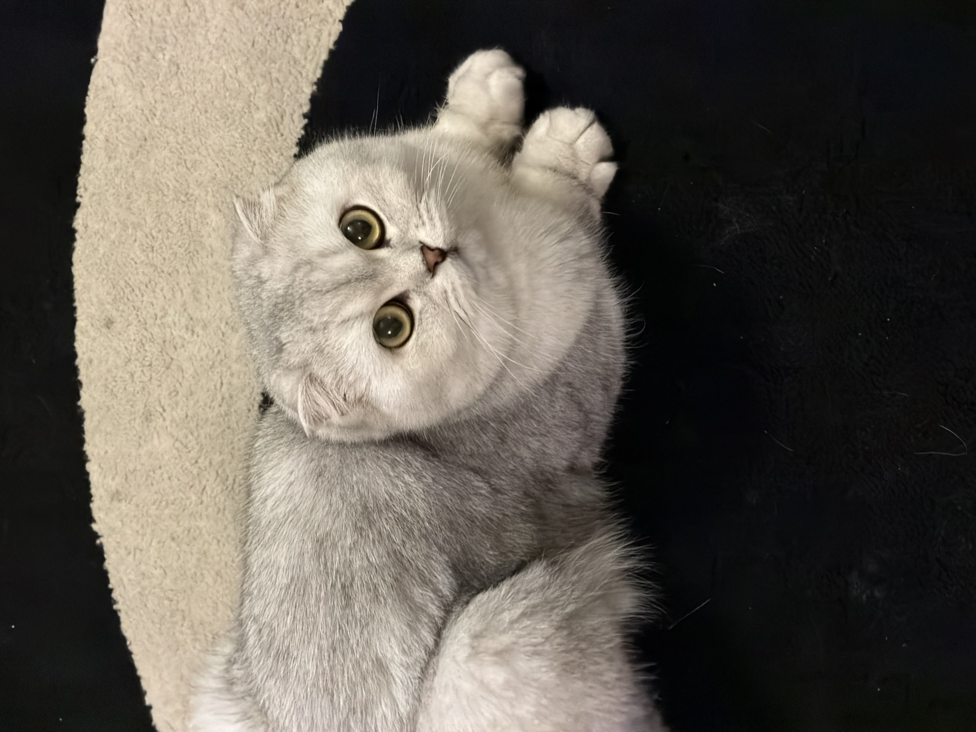 A Scottish Fold cat with silver-grey fur and large, round yellow eyes is lying on a black rug. The cat is facing the camera, with its front paws tucked under its chest. A portion of a beige, textured rug is visible behind the cat. There are no people or other animals in the image. The scene is indoors, and there is no indication of a location in Rome, Italy.