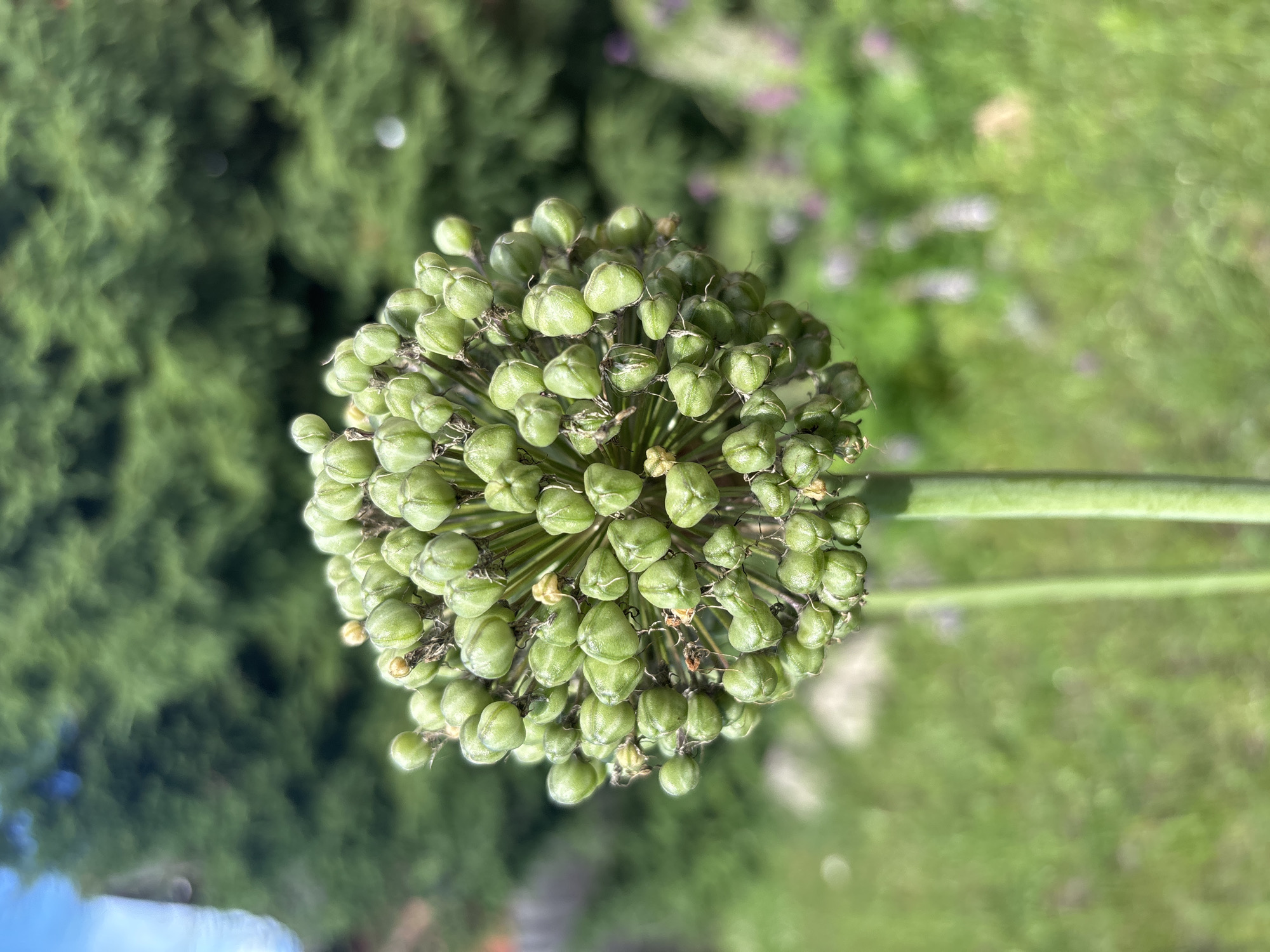 A close-up, eye-level shot focuses on the seed head of an Allium plant, which is green and bulbous, resembling a cluster of small, plump seed pods. The seed head is positioned centrally in the frame, dominating the foreground. The plant's stem is visible below the seed head, a thick, green stalk. The background is softly blurred, revealing a sunlit garden setting. To the left, out of focus, a portion of a fence and what appears to be a building is visible. The middle ground shows lush green grass with hints of purple flowers. The farthest background is a soft blur of more greenery, likely trees. The lighting suggests it is a bright, sunny day. The image was captured in a garden in the city of Vsevolodovo, Russia.