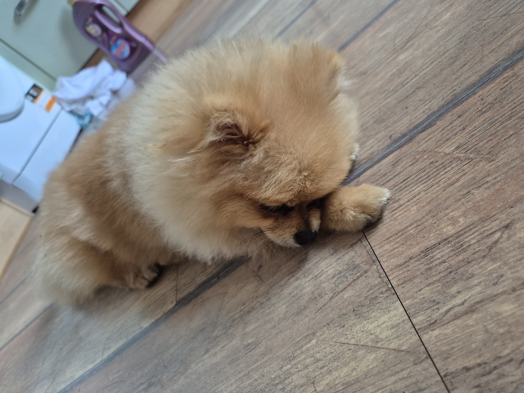 A fluffy, light brown Pomeranian dog is lying on its side on a wooden floor. The dog's face is partially obscured by its paw, but its black nose and dark eyes are visible. The floorboards are a light brown color with visible grain patterns. In the background, a white appliance, possibly a washing machine, and a bottle of purple liquid laundry detergent can be seen. The scene appears to be indoors, likely in a residential setting within Burgas, Bulgaria.
