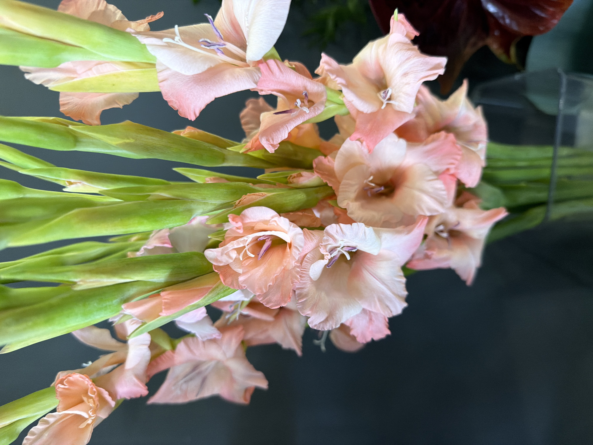A close-up, eye-level, indoor shot shows a bouquet of pale pink gladiolus flowers with green stems in a clear glass vase, set against a dark, out-of-focus background. The flowers are the primary subject, with their ruffled petals and delicate purple stamens visible. Some flowers are fully bloomed, while others are still in bud. The lighting is soft, highlighting the texture and color of the petals. The overall impression is one of delicate beauty and natural elegance.