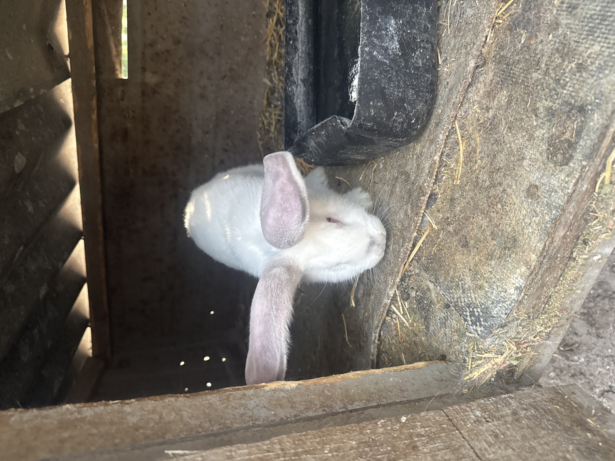 A white rabbit with pink ears is standing inside a wooden structure, possibly a rabbit hutch or enclosure. The rabbit is positioned near a black object, likely a feeder, which is mounted on a gray, rough surface. The wooden structure appears weathered and aged. The location is given as Sarnevo, Bulgaria, but there are no details visible in the image to confirm this location. There are no people visible.