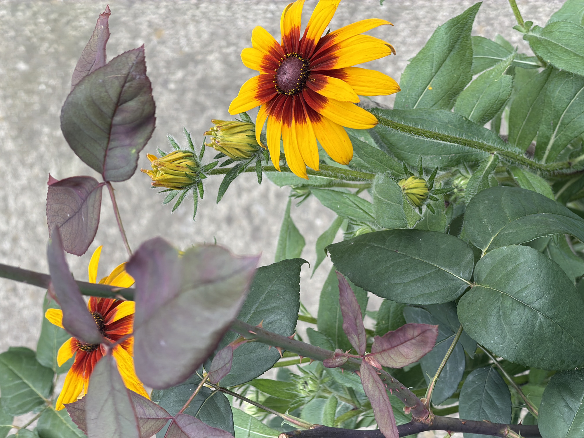 In Pazardzhik, Bulgaria, a close-up shot captures a vibrant Black-Eyed Susan flower in bloom, its yellow petals dramatically tinged with deep red at the center. The flower is positioned to the right of the frame, with its face turned slightly towards the viewer. To the left, a thorny rose stem with dark, purplish-green leaves adds a contrasting texture and color. Several unopened Black-Eyed Susan buds are visible on slender stalks, suggesting a garden or a natural setting with a concrete or gravel ground as a blurred backdrop. The overall impression is one of natural beauty and growth within an outdoor environment.