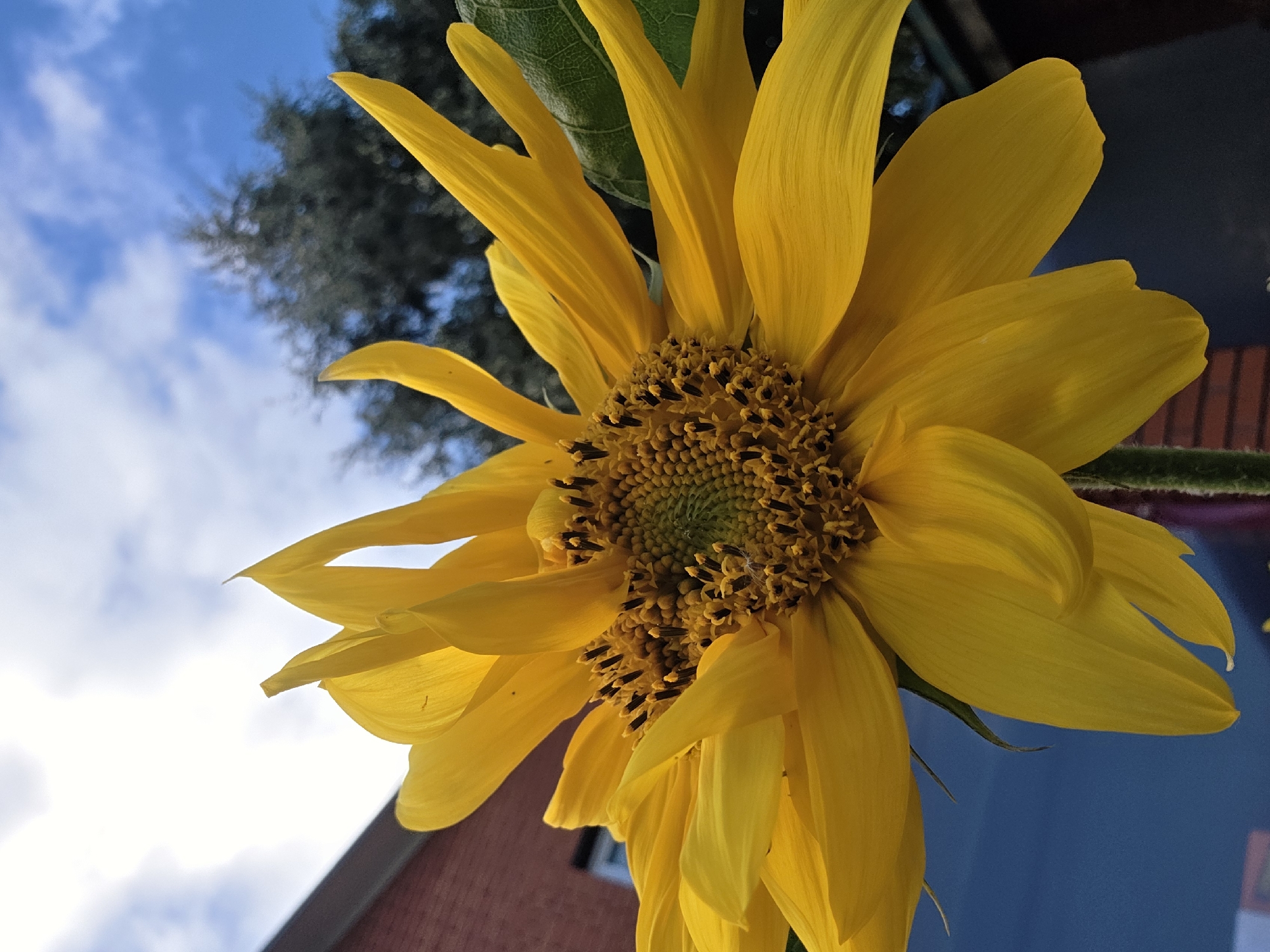 A close-up, low-angle shot captures a vibrant yellow sunflower against a bright blue sky with white clouds. The sunflower's head is tilted slightly, with its petals fanned out. The center of the flower displays a dense cluster of dark florets. In the background, a red brick building with a dark roof is visible on the left, partially obscured by the sunflower's foliage. To the right of the building, a dark, leafy tree provides a contrasting texture. The overall impression is one of a sunny day, possibly in a garden or yard setting. There is no indication of the city of Речицы, Russia, in the image.