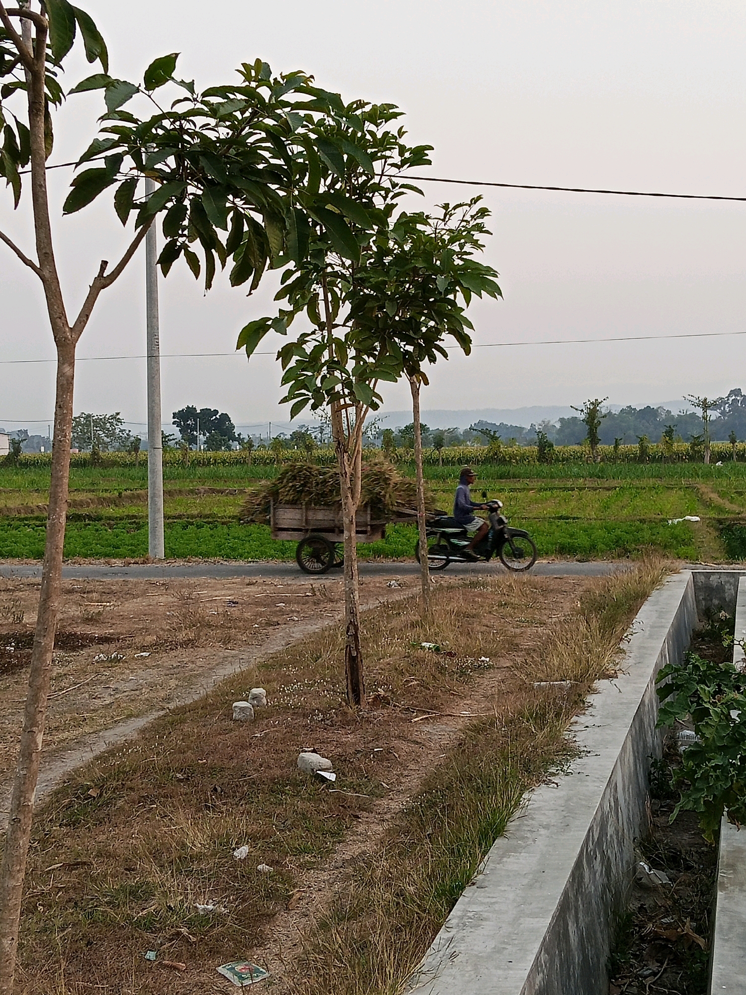 The image depicts a rural scene in Gaprang, Indonesia. In the foreground, two young trees with brown bark and green leaves stand to the left and right. A paved road runs horizontally across the middle ground, with dry grass and sparse weeds lining its edge. Beyond the road, a field of green crops, possibly rice or corn, stretches into the distance, bordered by trees and hills under a hazy sky. On the road, a man is riding a dark-colored motorcycle, pulling a wooden cart filled with a large bundle of dry vegetation. The cart has two spoked wheels. A utility pole is visible behind the left tree. A concrete structure, possibly a drainage channel, runs along the lower right edge of the frame, with dry grass and some green plants growing within it. The overall impression is one of agricultural activity in a semi-arid environment.
