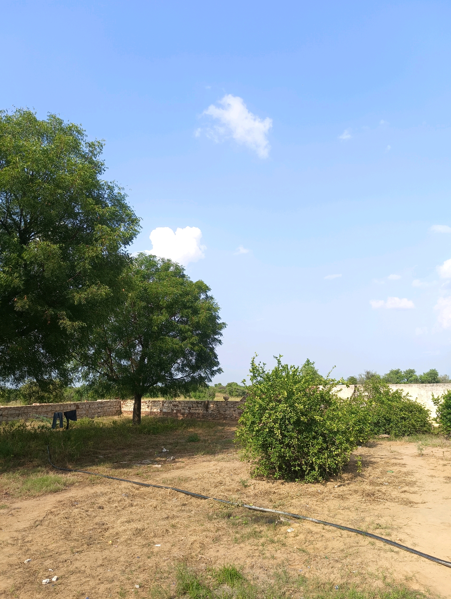 A wide-angle shot captures a landscape scene on a bright, sunny day, under a clear blue sky with scattered white clouds. The foreground is dominated by dry, sandy earth with patches of sparse green grass. A black hose or cable runs diagonally across the ground. In the mid-ground, a dense green shrub stands to the right. Behind the shrub and to the left, a low, rough stone wall runs horizontally across the frame. To the left of the wall, two large trees with full green canopies are visible. One of the trees is closer and larger than the other, casting a shadow on the ground. On the left side of the image, near the stone wall and under the shade of the trees, a dark blue object, possibly clothing, hangs on an unseen support. In the distance, beyond the wall and trees, a line of more trees and shrubs forms a backdrop against the sky. The scene appears to be an outdoor area, possibly a rural setting or a yard, with a hint of the city of Chhapri Bari, India, through the vegetation and architectural style of the wall.