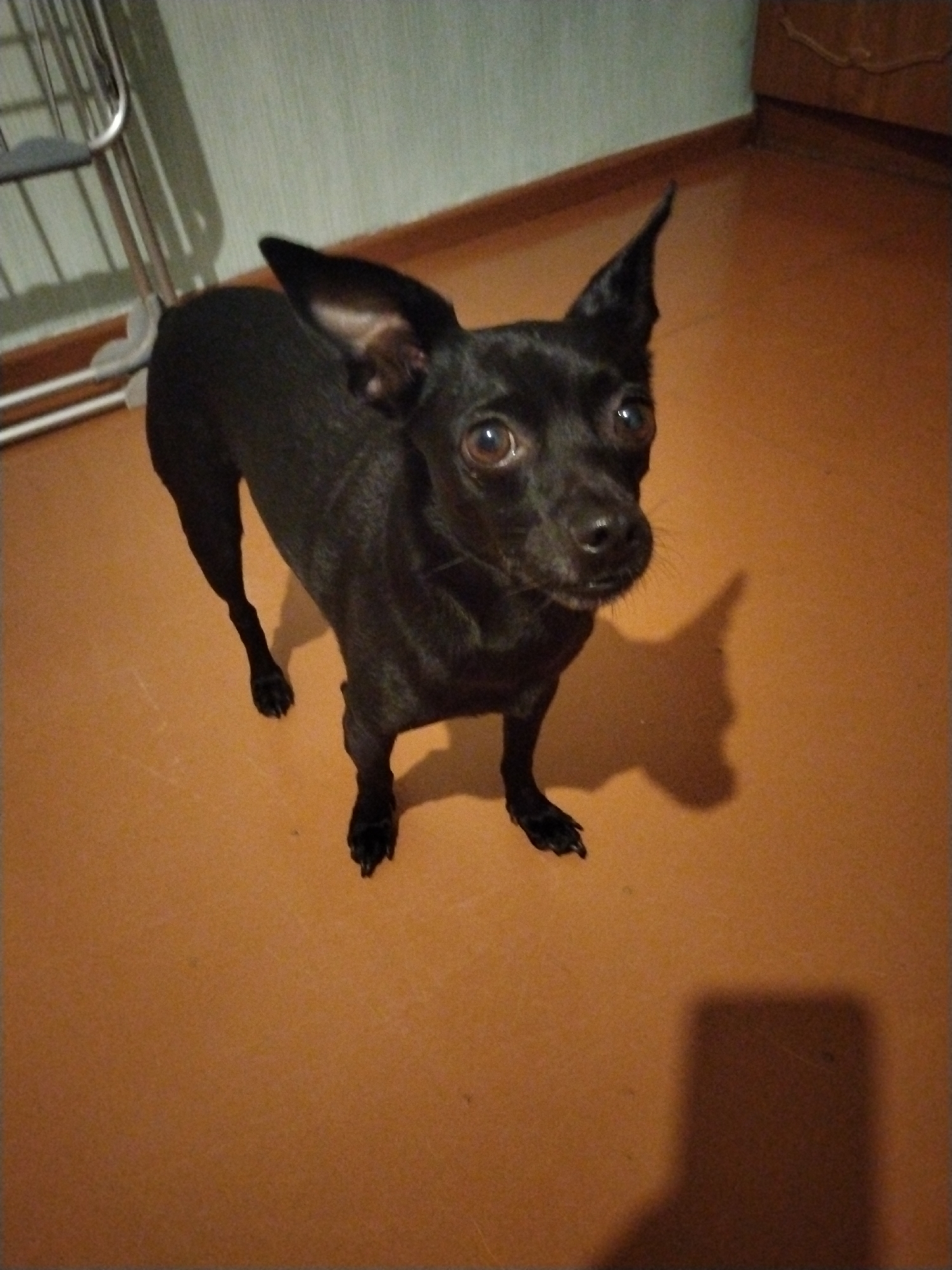 A black toy terrier stands on an orange-brown floor in a room. The dog is facing the camera with its head tilted slightly and ears pointed upwards. The background consists of a pale green wall with some shelving or furniture on the left and a wooden cabinet on the right. A shadow of the dog is cast on the floor to its right, and another larger, more abstract shadow is visible in the bottom right of the frame, possibly from a light source. The lighting suggests an indoor setting, likely a residential interior. The location is Ussurijsk, Russia.