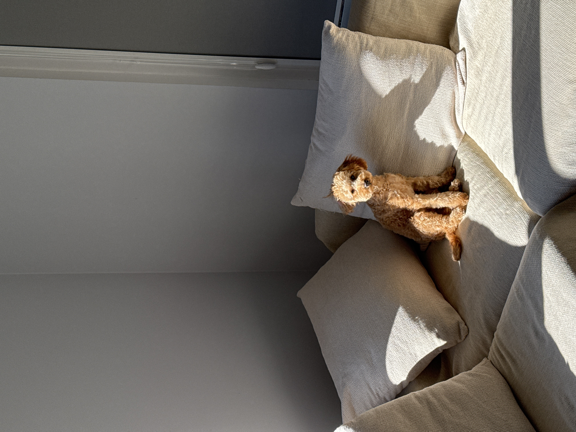 A tan toy poodle sits on a beige couch with pillows in a room with sunlight streaming in from a window. The wall is a light gray color. The image does not appear to be from Blagoevgrad, Bulgaria.