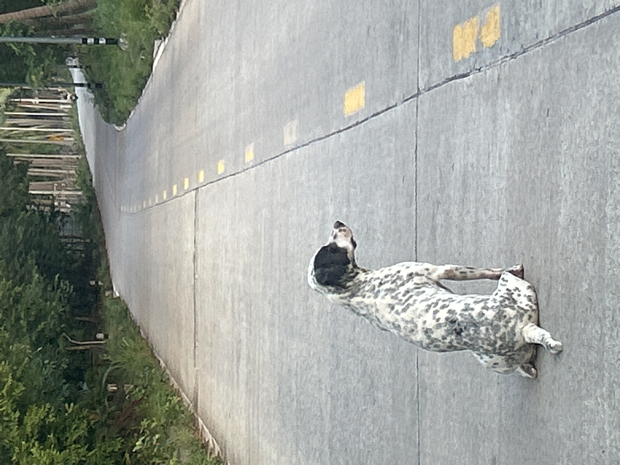 A dalmatian dog sits on a paved road in Ko Pha-ngan District, Thailand. The dog is facing away from the camera, looking to the right. The road has yellow dashed lines painted on it, indicating the edge of the lane. The road curves to the left in the distance, disappearing into a lush green landscape with trees and vegetation. Several utility poles are visible along the side of the road. The lighting suggests it is daytime, with soft, diffused light.