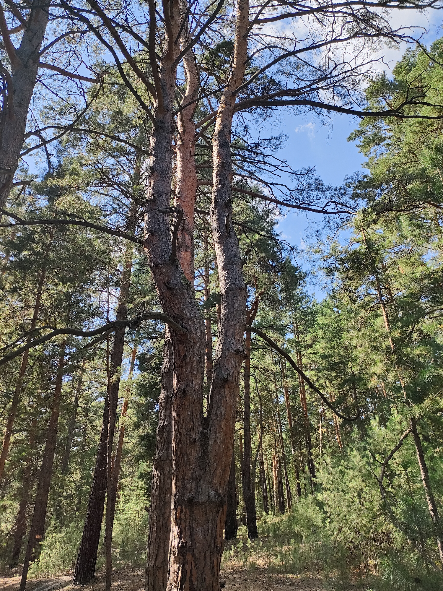 The image depicts a sun-dappled forest scene with tall pine trees dominating the foreground and midground. The trees have rough, textured bark and numerous branches that reach upwards, creating a canopy against a clear blue sky with a few wispy clouds. Sunlight filters through the branches, casting dappled light and shadows on the forest floor, which is covered in pine needles and fallen leaves. A dense undergrowth of younger pine saplings and other green vegetation is visible in the midground and background. The overall impression is one of a natural, undisturbed forest environment.