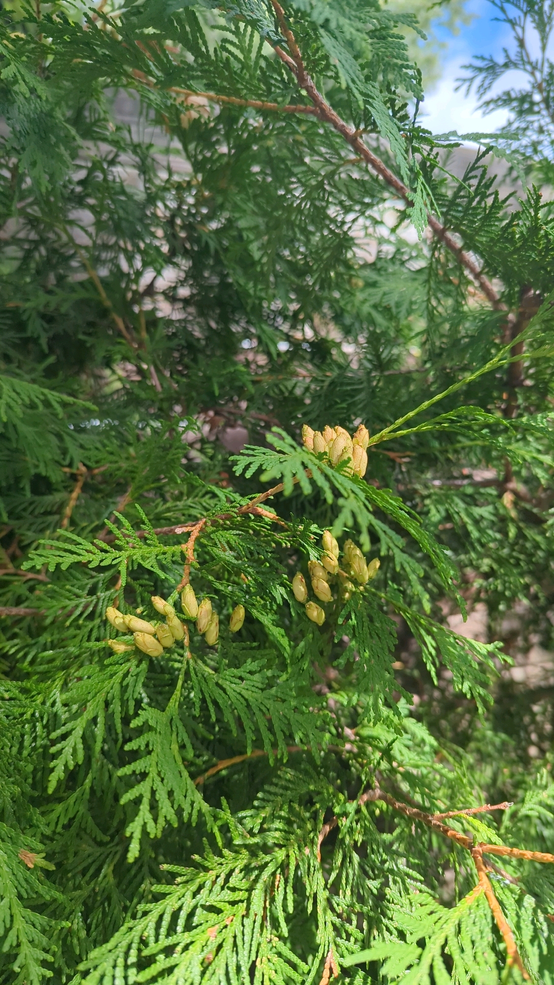 This is a close-up, vertical, outdoor photograph of a coniferous evergreen shrub, likely a cedar or cypress species, showing its green, scale-like foliage and small, light-brown, immature seed cones. The shrub is dense, with many overlapping branches and leaves. In the background, out of focus, is a blurred light-colored structure, possibly a wall or fence, and a small patch of bright blue sky with wispy white clouds. The image was taken in Montreal, Canada. There are no people or animals visible in the scene. The lighting suggests it is daytime with sunlight filtering through the branches.