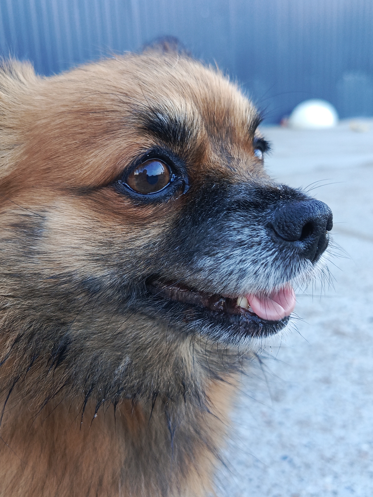 The image is a close-up, profile shot of a small, tan and black dog. The dog's head is positioned on the right side of the frame, facing towards the right. Its mouth is slightly open, revealing its pink tongue and some teeth. The dog's eye is dark brown and reflects light. The background is blurred, showing a blue, corrugated surface on the left and a light-colored, textured surface that appears to be pavement or ground on the right. There is a white, rounded object in the blurred background on the right, possibly a buoy or a ball. The lighting suggests an outdoor setting. The image does not contain any elements that would specifically place it in the city of Chaikovsky, Russia.