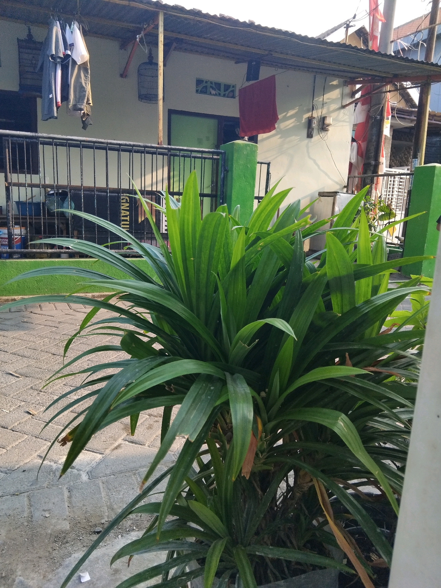 The image depicts a sunlit outdoor scene in Kepuh Kiriman, Indonesia, focusing on a lush green pandan plant in the foreground. Behind the plant, a black metal fence runs horizontally, separating the foreground from a building. The building has a white facade and a corrugated metal roof, with some areas of shadow. Clothes hang on a line in front of the building, some appear to be grey and white shirts and trousers. A bird cage is visible hanging near the roofline, and a red cloth is draped over a railing. Further back, more of the building and a red and white Indonesian flag are visible, along with electrical wires and poles. The ground in the foreground is paved with light grey bricks. The overall impression is a residential or communal outdoor area on a bright day.