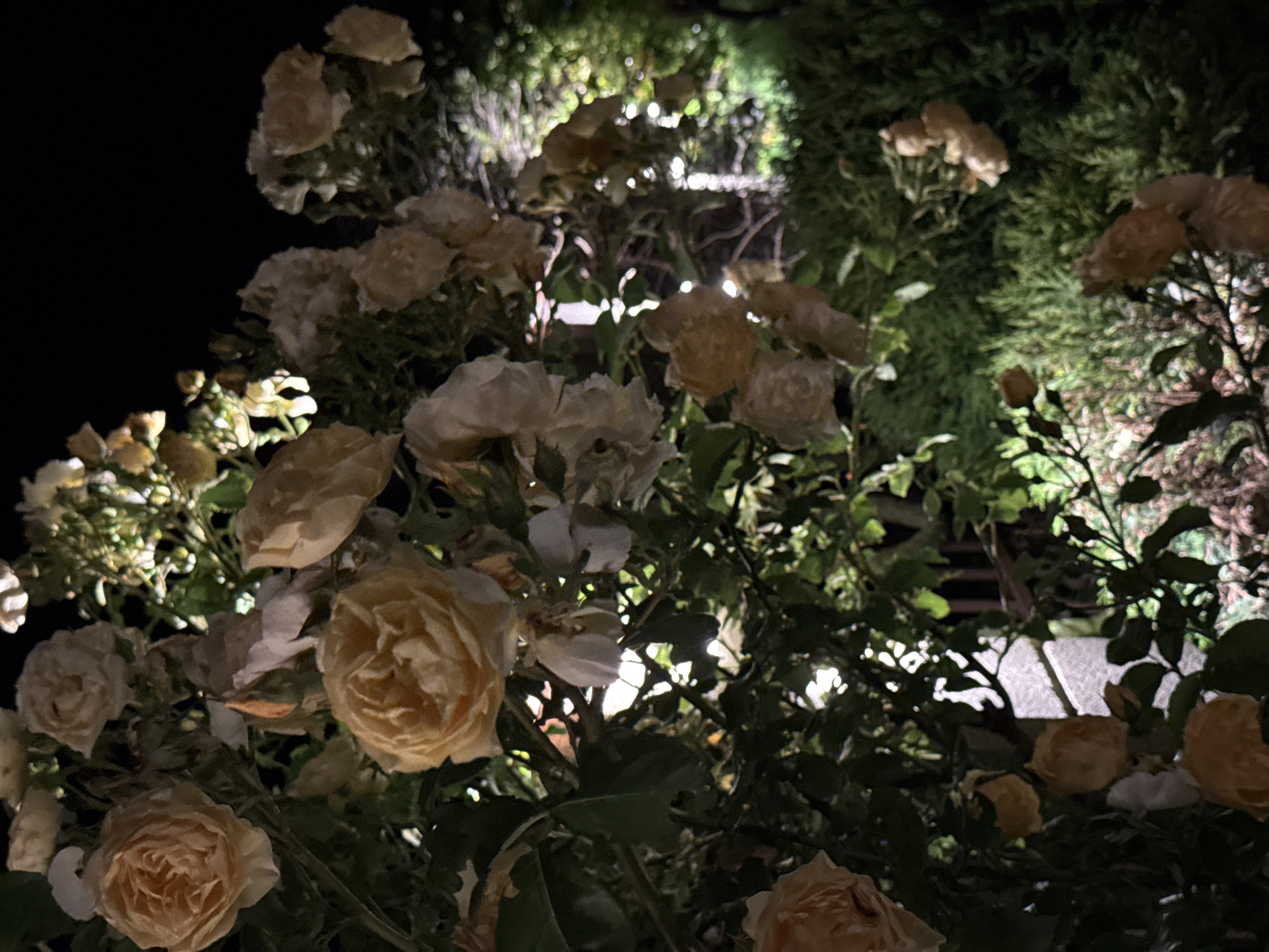 This is a nighttime photograph of yellow roses in the city of Tyulenovo, Bulgaria. The roses are illuminated by artificial light, creating a soft glow. The background is dark, with some out-of-focus greenery visible. There are no people or animals in the image.