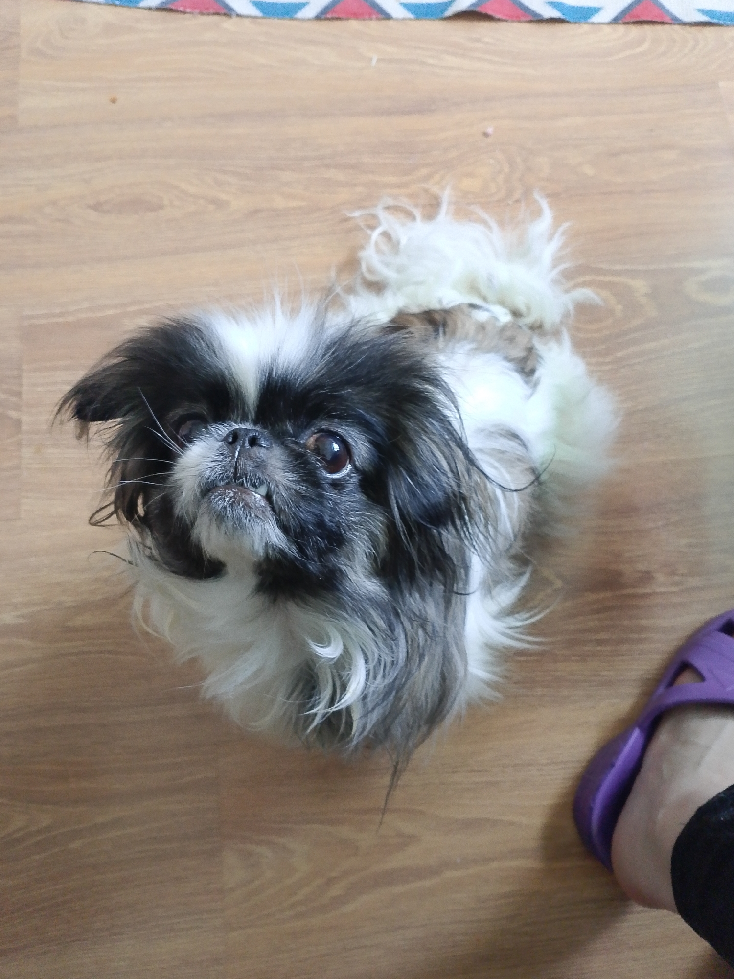 A small, black, white, and gray dog, consistent with a Shih Tzu or similar breed, is centrally positioned on a light brown wooden plank floor, captured from an elevated perspective. The dog's head is turned slightly to its left, and its gaze is directed upwards. Its mouth is partially open, revealing small teeth and a pinkish tongue. The fur around its face is shaggy, with prominent whiskers. In the bottom right corner, a human left foot is visible, encased in a purple, open-toed rubber or plastic slipper, with black fabric visible around the ankle. The top edge of the frame shows a narrow strip of a patterned rug or mat featuring red, white, and blue geometric designs. A small, light brown speck rests on the wooden floor in the upper-left quadrant. The specific location within the city of Izhevsk, Russia, cannot be determined from the visual information provided in the image.