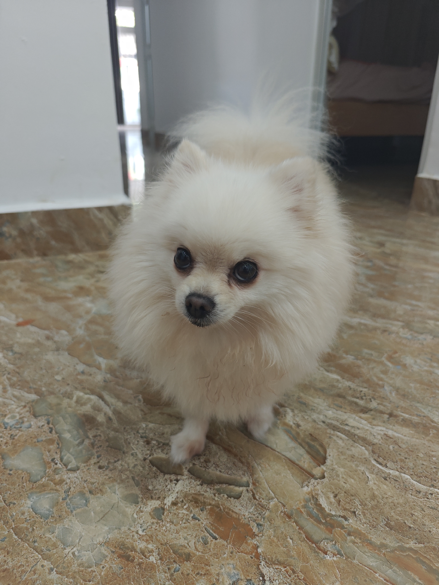 A fluffy white Pomeranian dog is the sole subject in this indoor, medium shot. The dog is facing the camera, with its head slightly tilted and a curious expression. Its fur is thick and appears well-groomed, with a characteristic fluffy tail curled over its back. The dog's dark eyes and black nose are prominent features on its small face.
The setting appears to be a home, with a marble-patterned floor in shades of brown, beige, and cream. In the background, a doorway leads to another room. Hints of a bed with a reddish-brown comforter are visible through the doorway, suggesting a bedroom. The lighting is bright, possibly from natural light sources, illuminating the dog and the immediate surroundings.
The dog is standing on all fours, with its front paws visible. The overall mood of the image is peaceful and endearing, showcasing the dog's adorable appearance. There is no text visible in the image. The location context of Tay Nha Trang Ward, Vietnam, does not provide specific visual cues within the image itself.