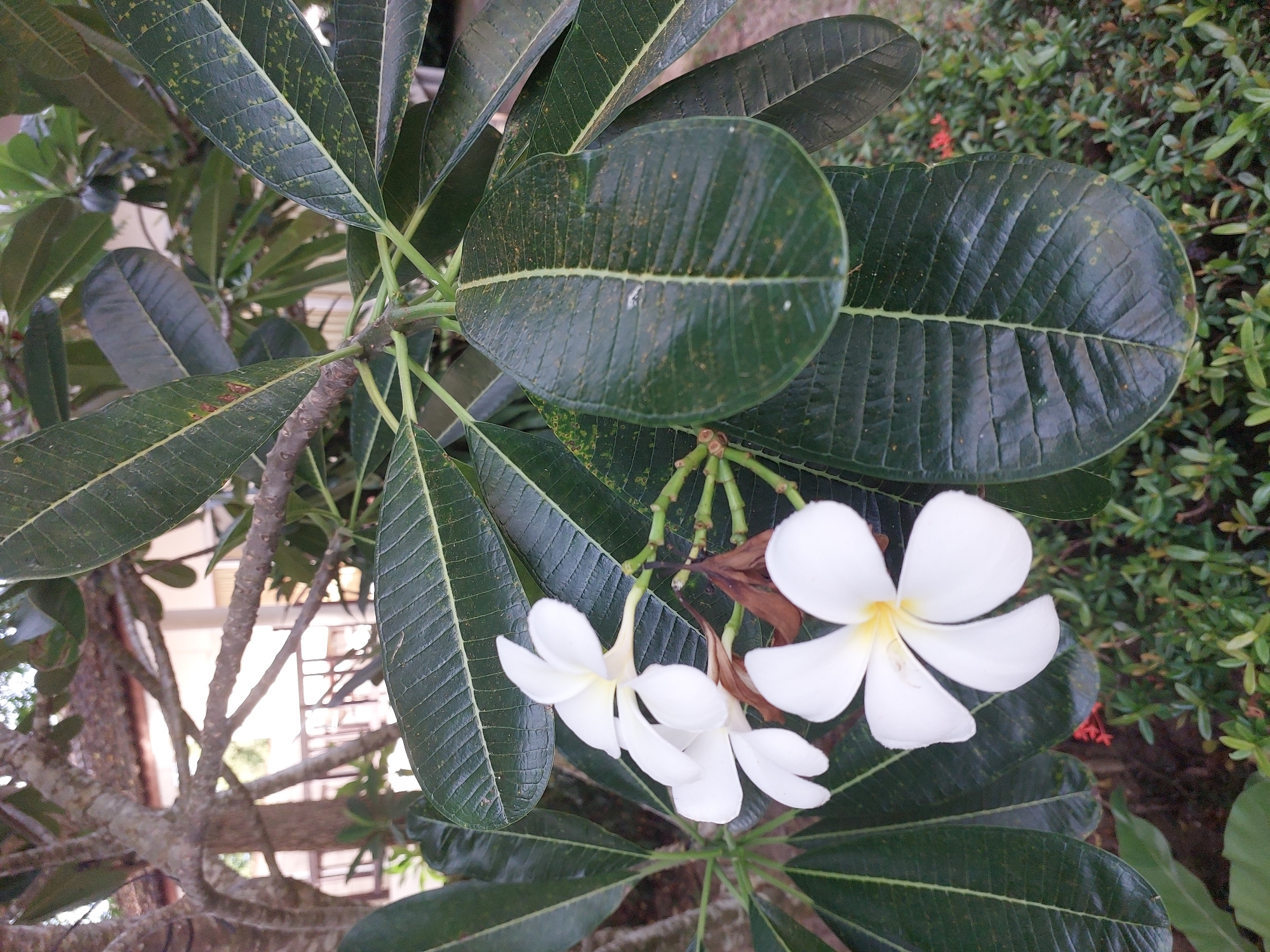 A close-up, eye-level, outdoor shot features a cluster of white frangipani flowers with yellow centers. The flowers are in various stages of bloom, with some fully open and others partially closed. They are attached to a green stem, which is part of a larger plant with large, dark green, leathery leaves. Some of the leaves have light green or yellow speckles. The background is blurred, showing a tree trunk with rough bark, branches, and what appears to be a building with a white facade and railings. Green foliage and a hint of red flowers are visible in the lower portion of the image. The lighting suggests it is daytime. The scene is located in the city of Baan Mae Nam, Thailand.