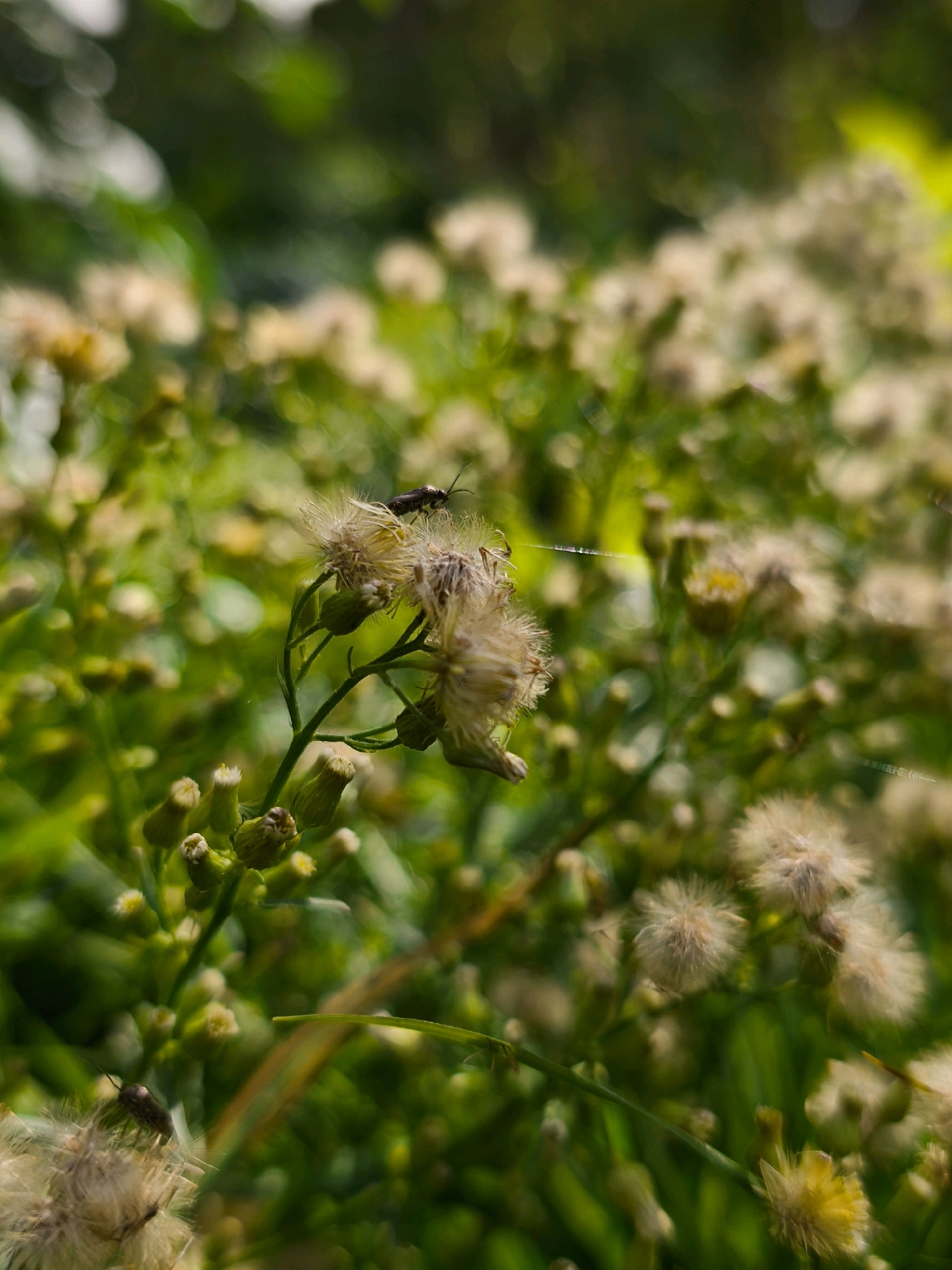 This is a close-up, macro photograph of a small, dark-colored insect perched on the fluffy seed head of a plant. The insect is facing to the right and has visible antennae. The plant it is on has thin green stems and appears to be in a state of seed dispersal, with many seed heads visible throughout the frame. The background is a soft, green blur of foliage, suggesting an outdoor natural environment. The lighting indicates it is daytime, with sunlight illuminating the scene and creating bokeh effects in the out-of-focus areas. The image has a shallow depth of field, drawing attention to the insect and the specific plant it is on. The location is specified as Кадзінскі сельскі Савет, Belarus.