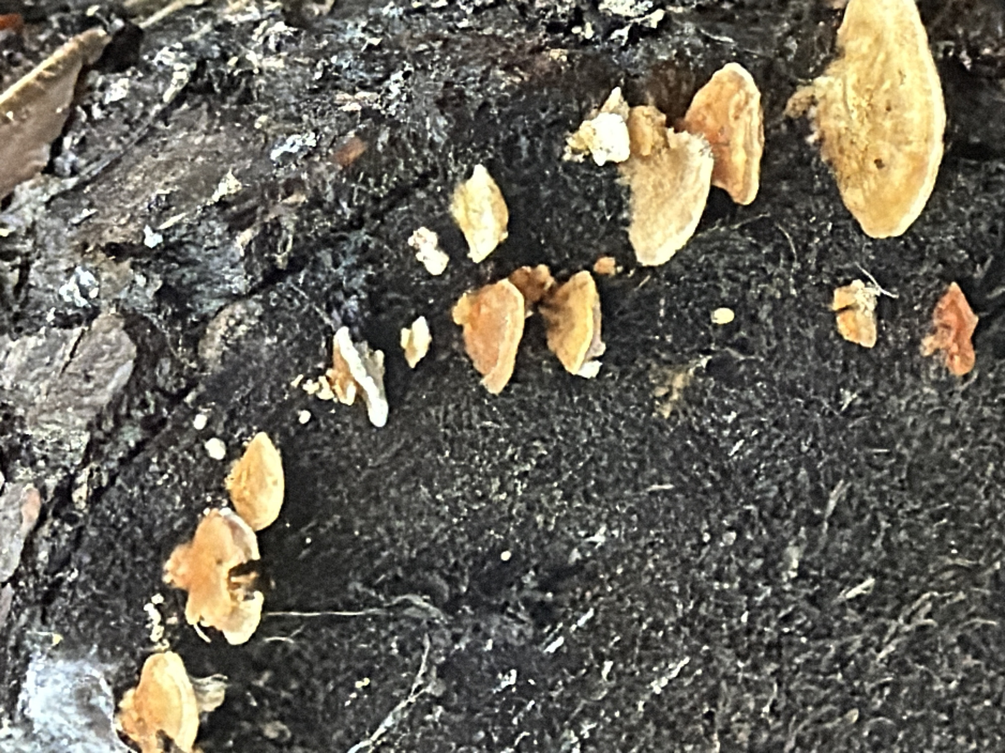 The image shows a close-up view of several small, tan-colored fungi growing on a dark, textured surface, likely bark or decaying wood. The fungi appear to be disc-shaped or slightly cup-shaped, and are arranged in a somewhat scattered pattern. The surface they are growing on is dark and appears to be damp or decaying. The image does not contain information on the location in Izhevsk, Russia, people, subjects, objects, actions, or interactions.