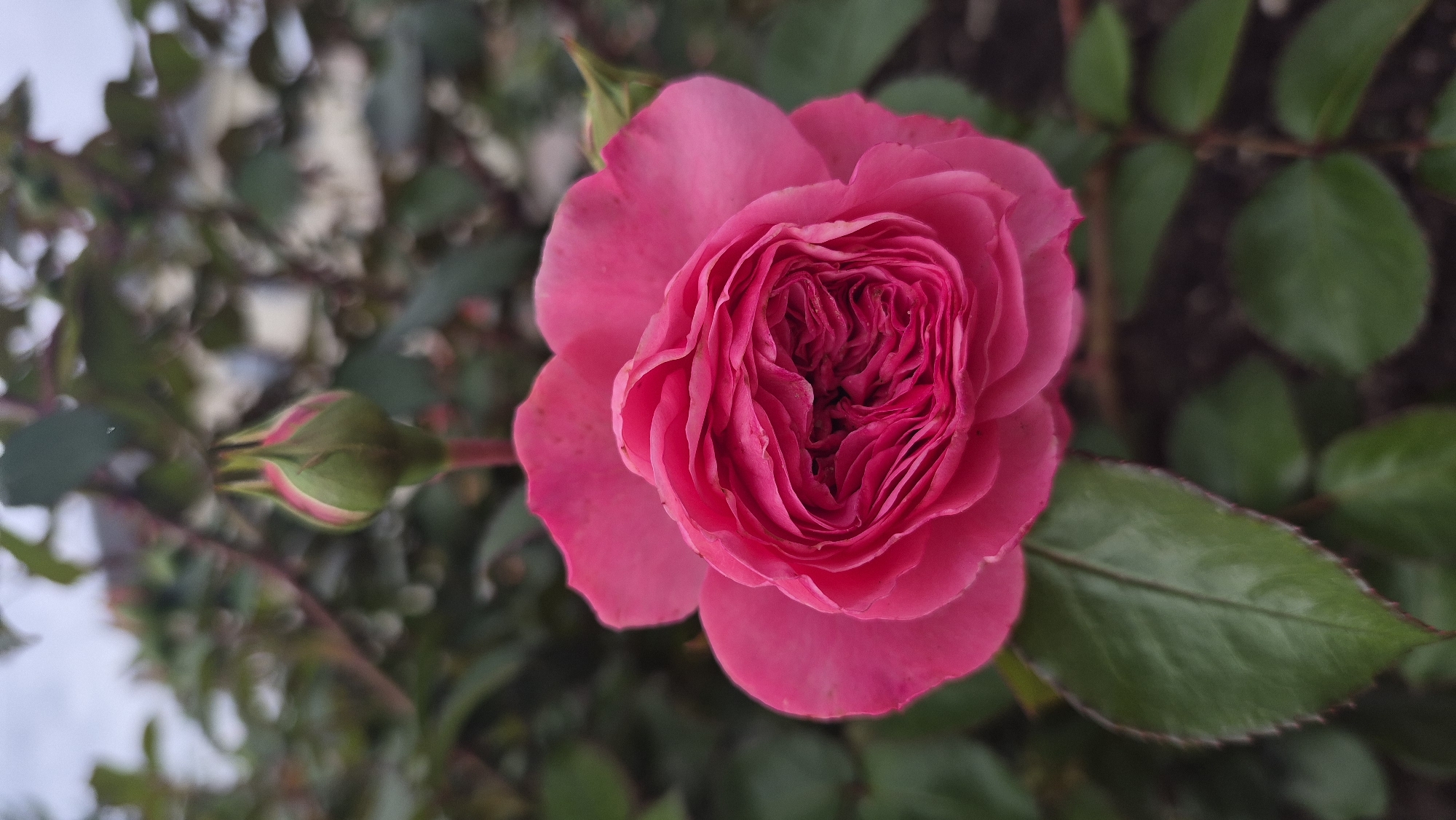 A close-up, eye-level shot captures a vibrant pink rose in full bloom, its petals intricately folded towards the center. Above and slightly to the left of the open rose, a green rosebud with hints of pink is visible, also unfurling. The rose and bud are set against a backdrop of dark green foliage and stems. The lighting is soft, suggesting an overcast day. The image is focused on the floral subjects, with the background slightly blurred. There is no indication of any specific location in Krāslava, Latvia, nor are there any people or actions depicted.