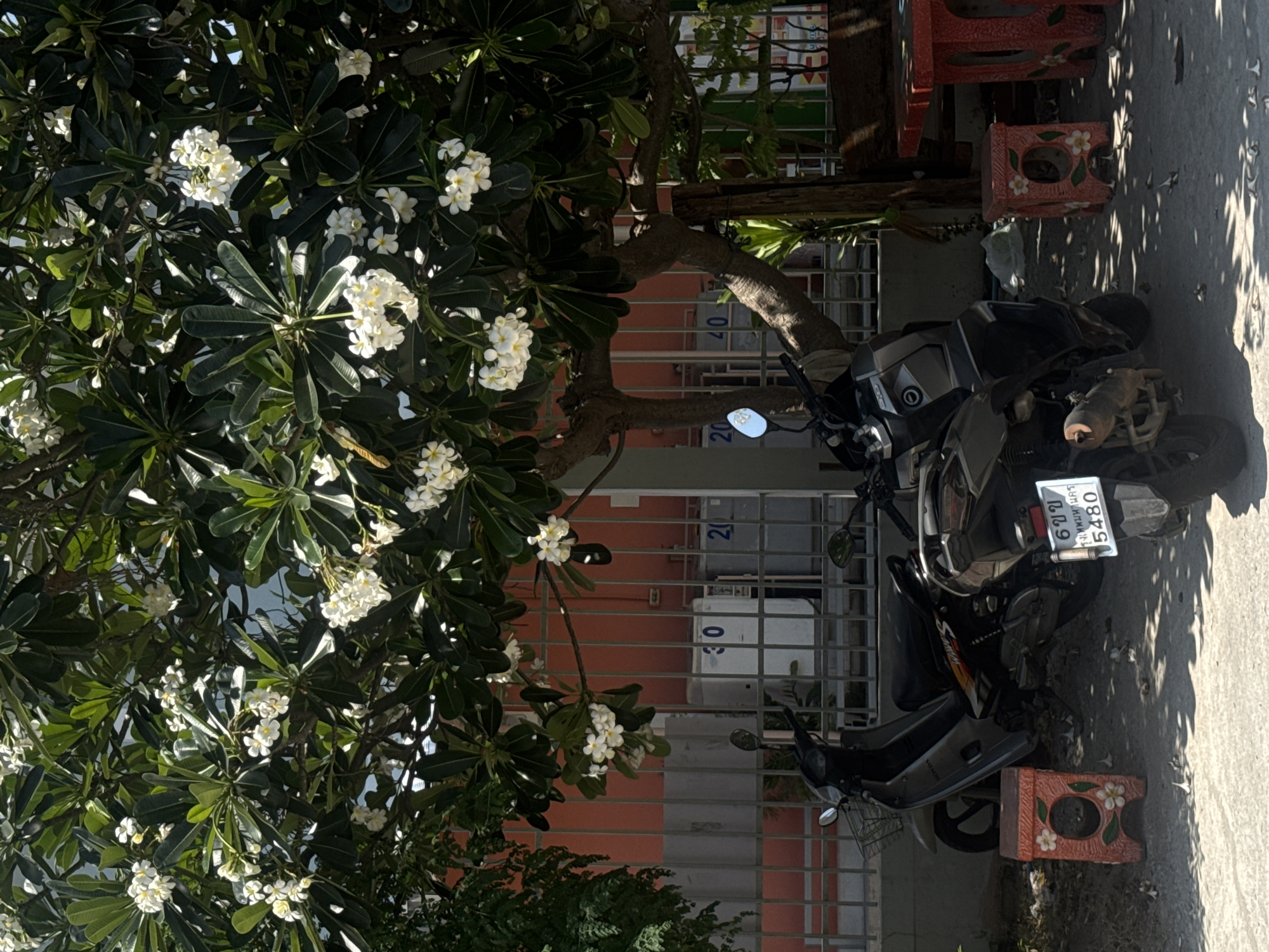 The image captures a sunlit street scene, likely in Pattaya City, Thailand, characterized by a vibrant tropical tree, two parked motorcycles, and a residential building. A dense Frangipani (Plumeria) tree, with its dark green, leathery leaves and numerous clusters of white flowers with yellow centers, occupies the left side of the frame. Its thick, gnarled trunk and branches curve towards the center.
Parked beneath the tree are two motorcycles. A dark-colored motorcycle is positioned closer to the building, partially obscured by the tree's trunk and foliage. Further to the right, a silver and grey scooter is parked on a concrete surface, its rear facing the viewer. The scooter's license plate is clearly visible, displaying Thai script: "6 ขบ" (6 Kho Bo), "กรุงเทพมหานคร" (Krung Thep Maha Nakhon, meaning Bangkok), and the numbers "5480".
The ground is a light-colored concrete or asphalt, showing sharp, distinct shadows cast by the tree's leaves, indicating bright, direct sunlight during the day. Two decorative terracotta-colored ceramic stools, adorned with white floral patterns, are placed on the ground to the right of the silver scooter.
In the background, a multi-story building with an orange-red facade is visible. It features a grid of vertical and horizontal metal bars, possibly over windows or balconies. Faint numbers, such as "20" and "30", are discernible on the building's features or elements attached to it. No people are visible, and no specific activity is taking place beyond the presence of parked vehicles. The scene conveys a calm, sunny atmosphere typical of a tropical urban setting.