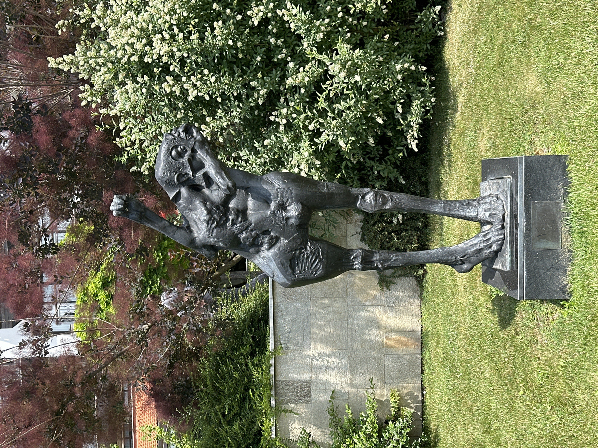 An outdoor photograph displays a striking dark-colored sculpture set within a vibrant garden. The central subject is an abstract, metallic figure, likely bronze or iron, depicted in a dynamic, forward-leaning posture suggesting a run or leap. The figure is lean and textured, with visible skeletal or muscular details, and its arms are raised, imparting a sense of urgency or raw emotion. It stands firmly on a dark, polished rectangular stone base.
The sculpture is surrounded by lush vegetation under bright daylight. To the figure's left (when upright), a large bush with abundant small white flowers contrasts against the dark metal. Further left and behind, a distinctive reddish-purple, feathery-leaved plant, possibly a smokebush, adds a rich, warm hue. The ground around the sculpture is covered in neatly trimmed green grass, illuminated by strong sunlight that casts distinct shadows from the sculpture and plants.
In the background, a light-colored stone wall or paved area runs horizontally, partially obscured by more green foliage and bushes. Hints of a building with a white facade and reddish roof tiles are visible through the trees. The clear, bright light and sharp shadows indicate a sunny day. No discernible text is visible on the sculpture or its base. The scene depicts a garden or park setting, possibly within Razliv, Bulgaria, presenting a powerful art piece amidst natural surroundings.