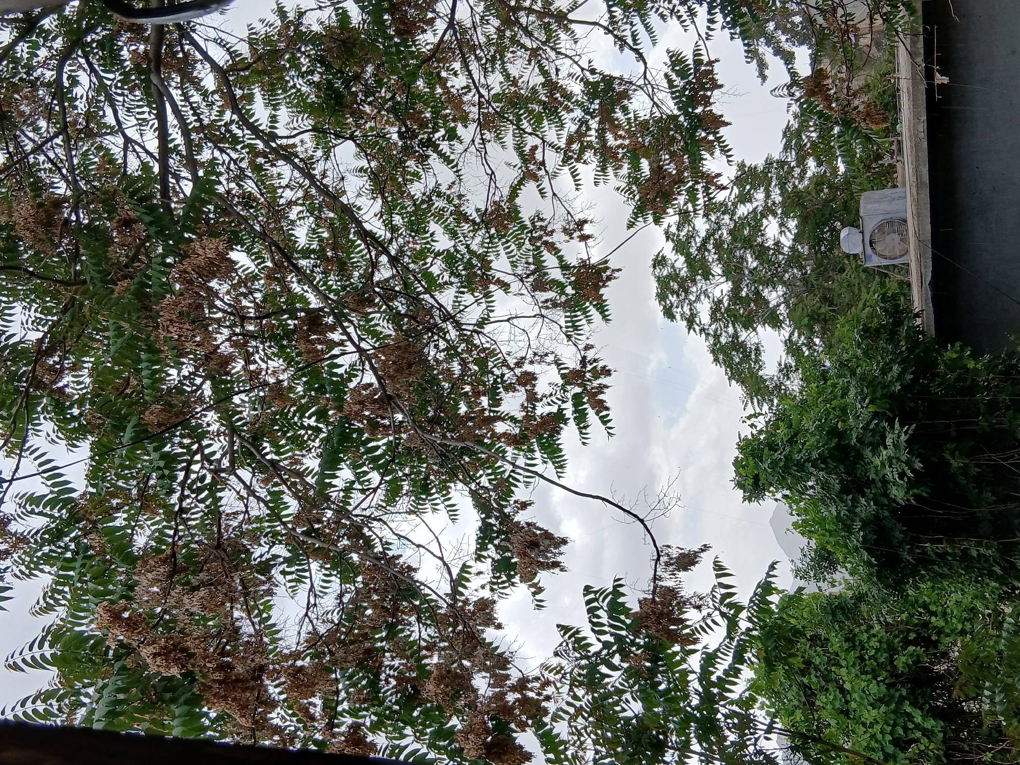 The image presents an upward perspective through the dense canopy of a tree, capturing a mix of natural elements and human infrastructure, likely within Quetta City Tehsil, Pakistan.
The foreground is dominated by the tree's branches and leaves. The tree features numerous green, pinnately compound leaves, characteristic of species like the Tree of Heaven (Ailanthus altissima) or similar. Interspersed among the green foliage are abundant clusters of dried, light brown structures, likely seeds or faded flowers, suggesting a particular season.
Through the gaps in the foliage, an overcast or partly cloudy daytime sky is visible, with varying shades of grey and brighter patches of cloud. On the right side of the image, a section of a grey concrete building or wall is present. Mounted on this wall is an outdoor air conditioner unit, rectangular in shape, light grey, and featuring a visible fan grille.
In the far background, subtle and hazy outlines of mountains can be discerned beneath the cloudy sky, providing a geographical context consistent with the mountainous region of Quetta. No human activity, individuals, or visible text are present in the image. The scene portrays a tranquil, static view blending natural vegetation with a glimpse of urban dwelling during daylight hours.