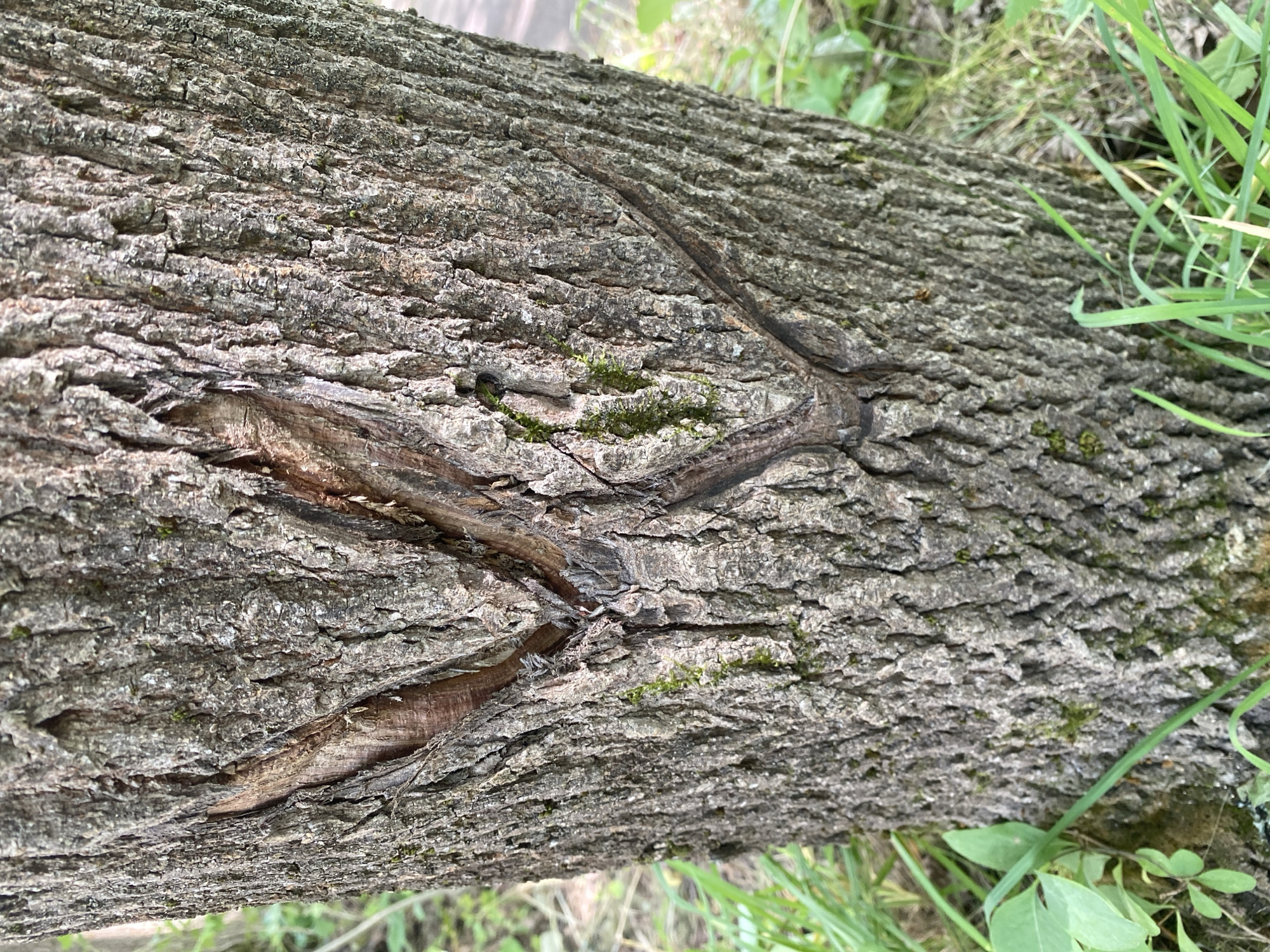 The image shows a close-up view of the bark of a tree, likely in an outdoor environment with green grass and foliage visible at the bottom and sides. The tree bark is rough and textured, with visible vertical ridges and furrows. There are two distinct V-shaped gashes or cuts in the bark, forming an "X" pattern. The cuts appear to be recent or at least not fully healed, with exposed lighter-colored wood underneath. Small patches of moss are also visible on the bark. The overall lighting suggests it is daytime. There is no specific information in the image to indicate the location within the city of Shelkovo, Russia.
