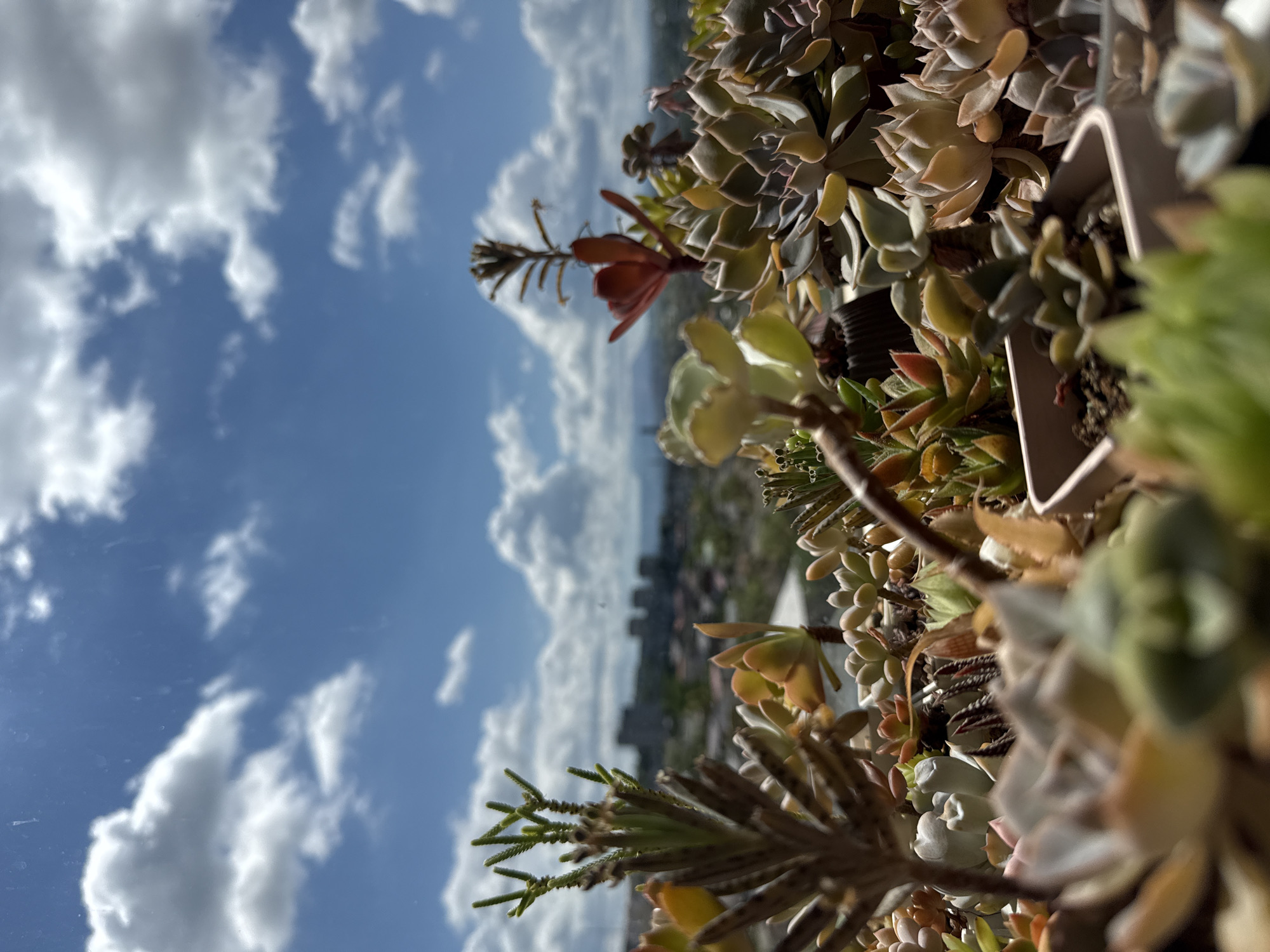 The image is a close-up, low-angle shot of a collection of potted succulents. The plants are in various shades of green, yellow, orange, and red, with some appearing plump and others more slender. In the background, a city skyline is visible under a bright blue sky filled with fluffy white clouds. The focus is on the succulents in the foreground, with the city and sky blurred. The scene appears to be outdoors, possibly on a balcony or rooftop, given the vantage point over the city. There are no people visible in the image.