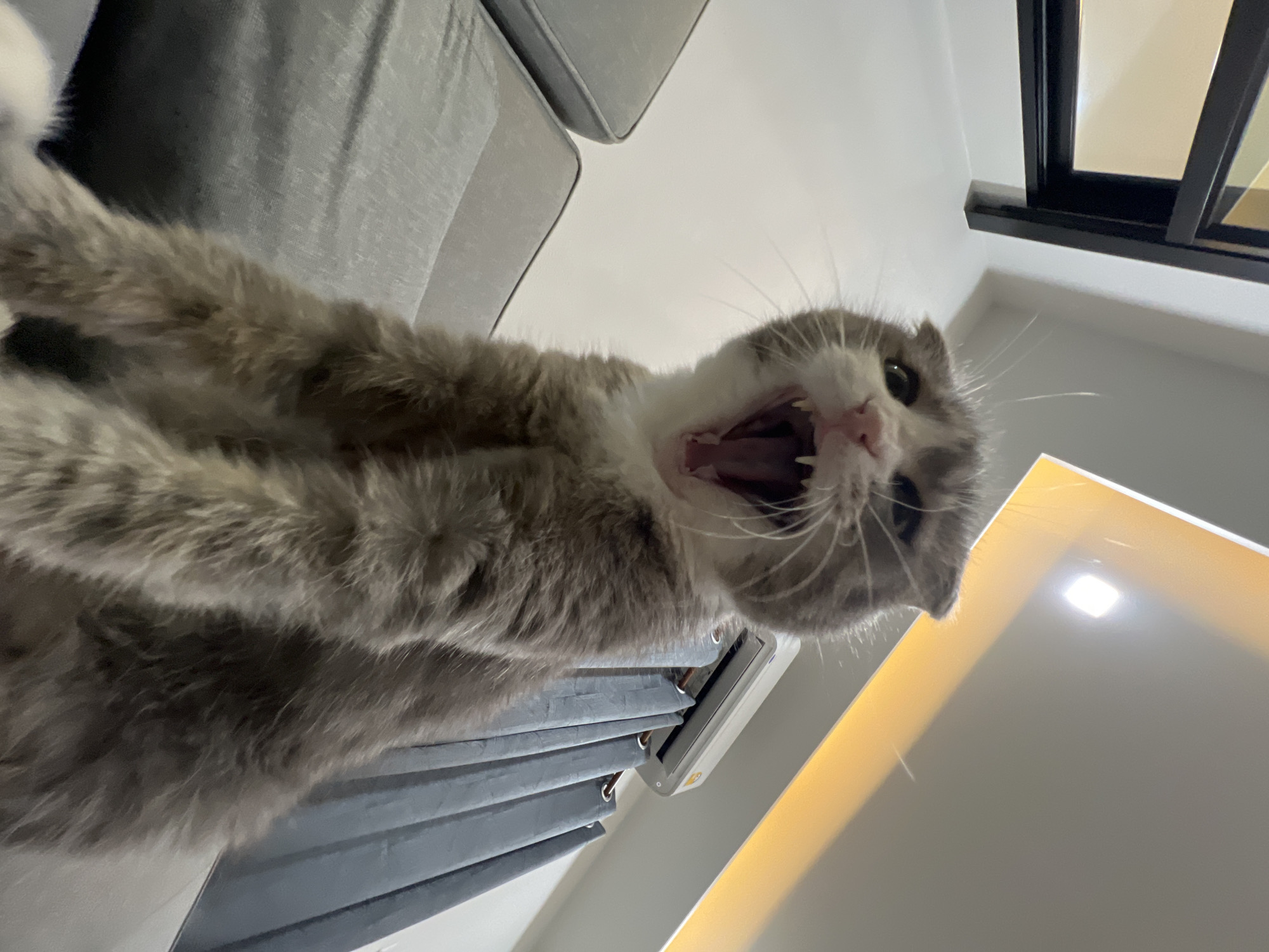 An extreme low-angle, close-up, indoor photograph captures a Scottish Fold cat with its mouth wide open, appearing to yawn or meow. The cat, predominantly grey with white markings on its chest and muzzle, is positioned in the foreground. Its large, pink mouth reveals sharp teeth and a dark pink tongue. The cat's ears are folded downwards, characteristic of its breed.
The cat is seated on a grey sofa, the textured fabric of which is visible in the lower left portion of the frame. Behind the cat, a grey curtain hangs vertically, partially obscuring an air conditioning unit mounted high on a white wall. Above the cat's head, a white ceiling features an integrated light fixture with a warm, orange glow. The upper left corner of the image shows a portion of a black metal structure, possibly part of a staircase or shelving unit. The background suggests an interior setting within a residential building.
The photograph is taken in the city of Choeng Thale, Thailand.