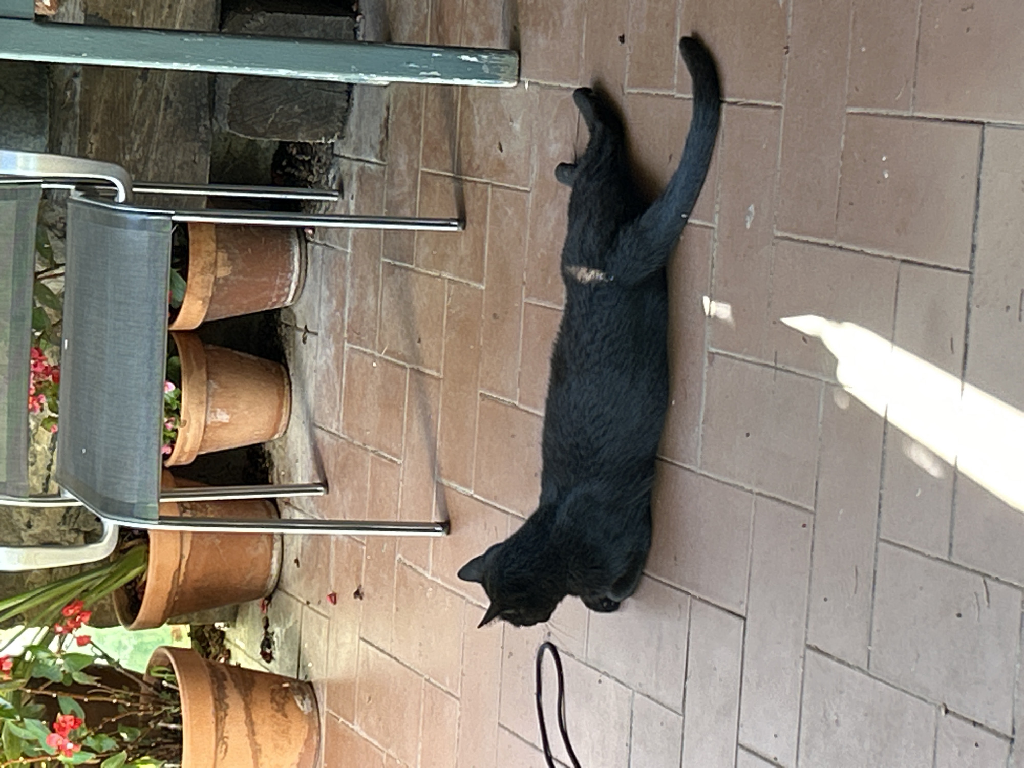 A black cat is lying on a tiled patio in Tordera, Spain. The cat is stretched out on its side with its head down, appearing to be resting or sleeping. The patio is made of light brown tiles laid in a pattern. To the left of the cat, there is a portion of a chair with a grey fabric seat and silver metal legs. Several terracotta pots with plants are visible behind the chair. Some of the plants have small pink flowers. The scene is outdoors, and the sunlight suggests it is daytime. The lighting creates distinct shadows on the patio. A thin black cord, possibly part of a leash or a cable, is visible on the patio near the cat. The overall impression is one of a peaceful, domestic outdoor setting.