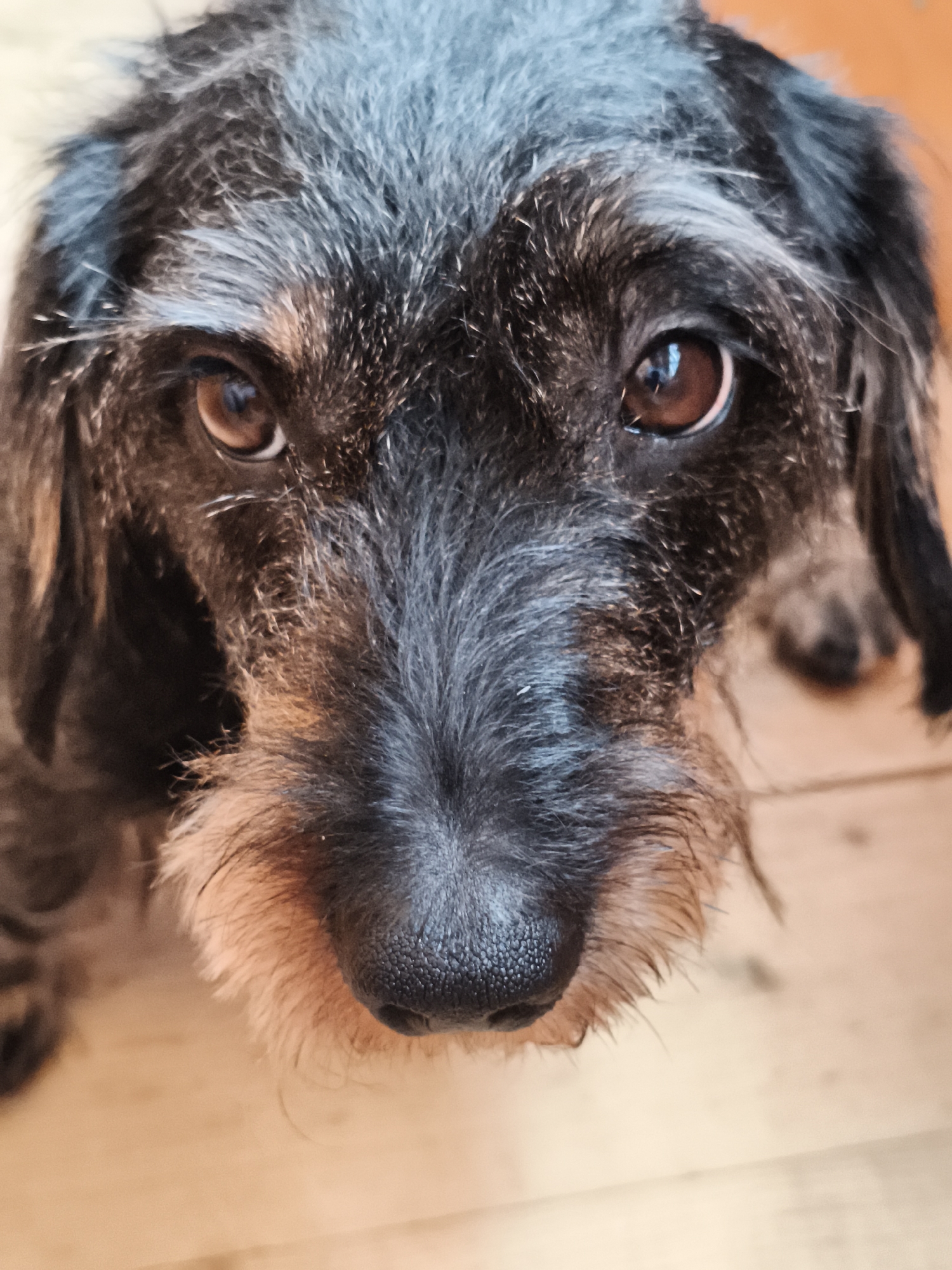 A close-up, head-on shot captures a wire-haired Dachshund. The dog's dark grey and brown fur is slightly disheveled, with lighter grey hairs around its muzzle and eyebrows. Its warm, brown eyes are looking directly at the camera, and its wet, black nose is prominent. The background is softly blurred, showing a light-colored wooden surface that suggests an indoor setting. There is no indication of the city of Chaikovsky, Russia, or any other specific location.