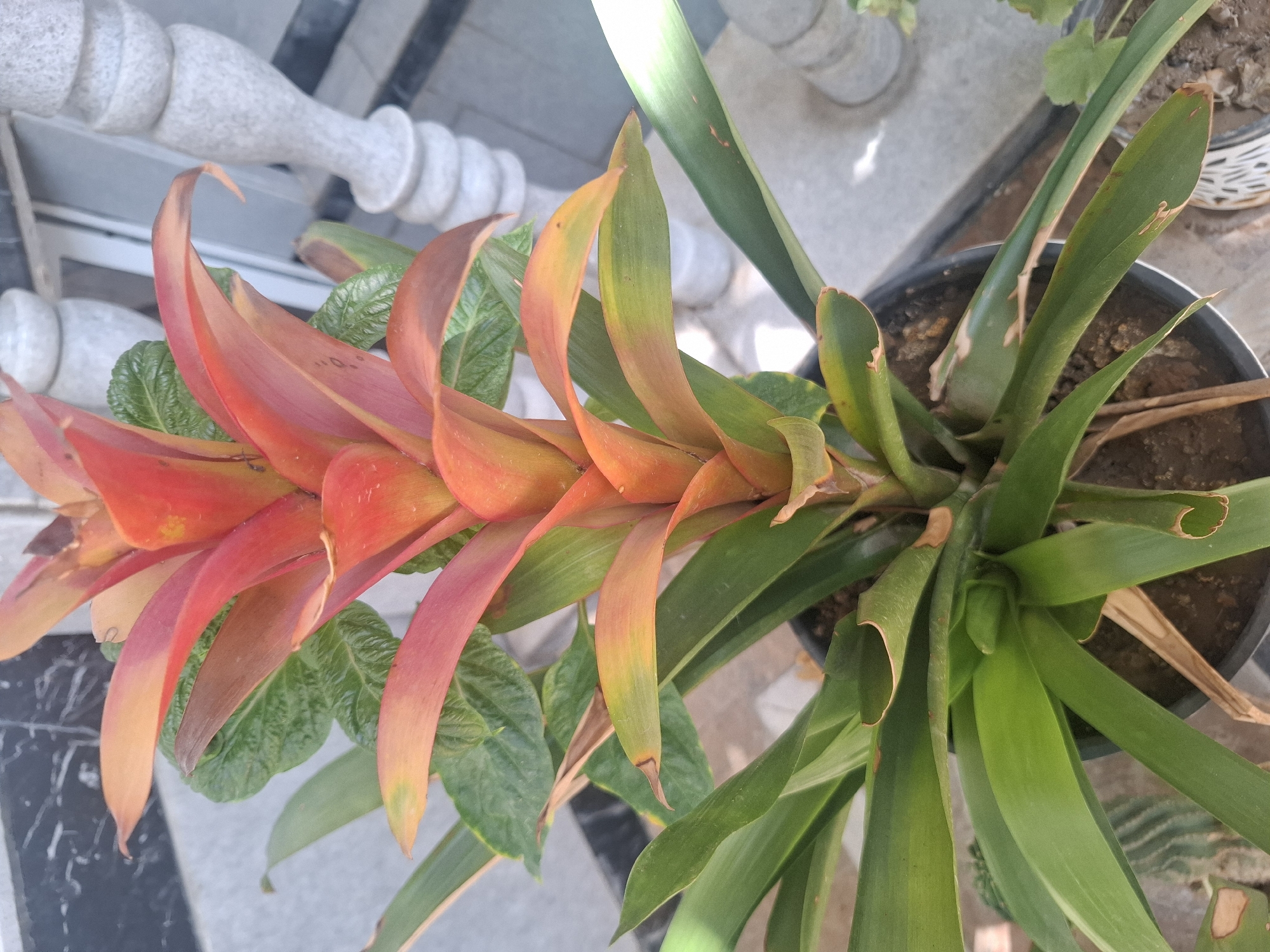 An upright, close-up shot shows a potted bromeliad with vibrant red and orange foliage emerging from the center of a rosette of green leaves. The plant is in a black plastic pot filled with dark soil. In the background, a white stone balustrade with stacked, rounded sections stands to the right of the plant. Behind the balustrade, a grey wall with a dark, marbled pattern is visible on the left. The ground is a light grey paved surface. The scene appears to be outdoors, possibly on a balcony or patio, given the balustrade and paved area. The overall lighting suggests it is daytime. The location is specified as Tashkent, Uzbekistan.