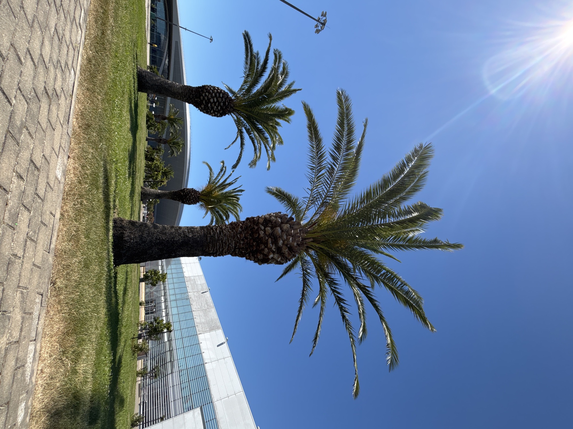 The media file shows a bright, sunny day with a clear blue sky. Three palm trees are the main subjects, with their fronds reaching towards the sky. The largest palm tree dominates the foreground, its trunk thick and textured. In the background, a modern building with a glass facade and horizontal metallic louvers is visible. The building appears to be a large, possibly commercial or institutional structure. A paved walkway made of grey rectangular stones runs along the left side of the image, bordering a grassy area where the palm trees are planted. Sunlight streams down from the upper right corner of the image, creating a lens flare and casting shadows. The overall scene suggests an outdoor location, likely in a warm climate, with architectural elements and natural vegetation. There is no visible text in the image. The time of day appears to be midday due to the angle of the sun and the brightness of the scene. The weather is clear and sunny.