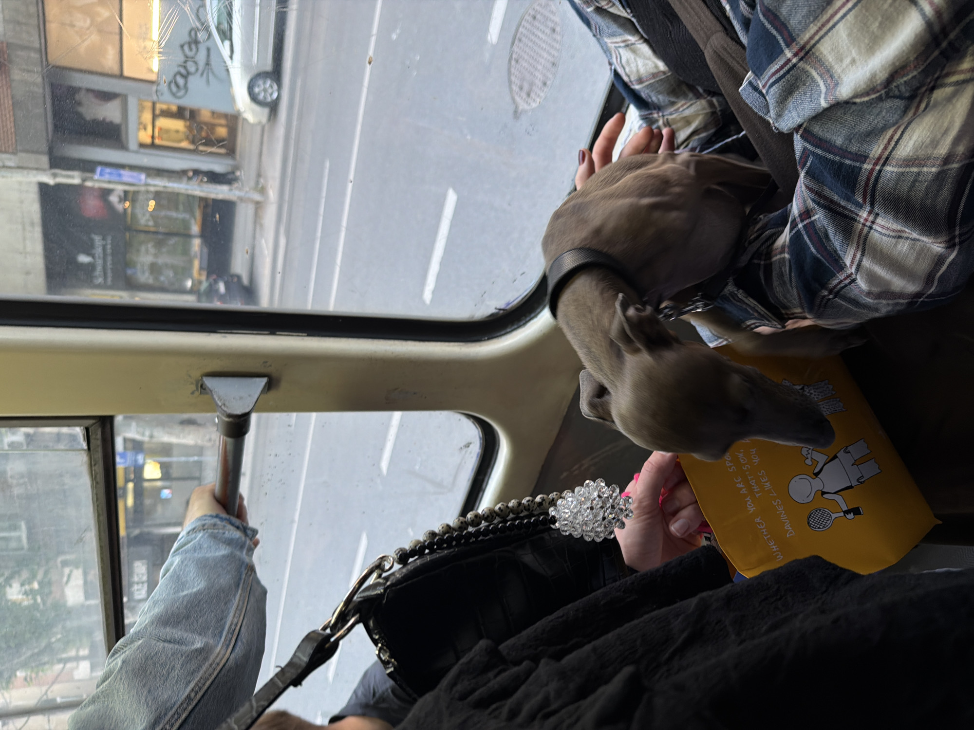The image shows an interior view from a vehicle, likely a tram or bus, in the city of Palilula Urban Municipality, Serbia. The view includes a grey Italian Greyhound dog, wearing a black collar, sitting beside a person wearing a blue and white plaid shirt. The dog is resting near a yellow Davines bag. A black handbag with a decorative beaded handle sits in front of them. Another person, wearing a denim jacket, is holding onto a metal pole. Through the window, a street scene is visible, reflecting buildings and a white vehicle.